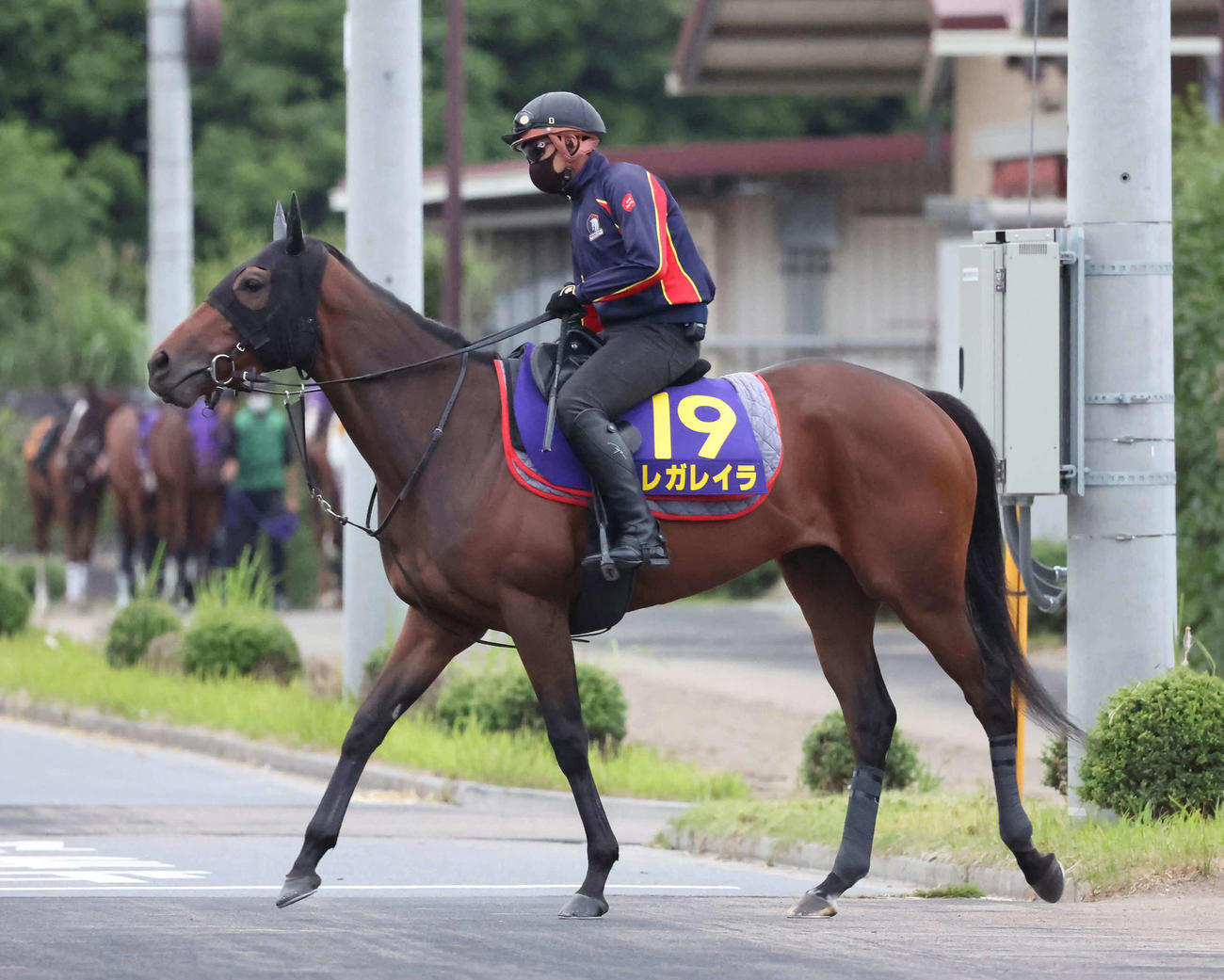 馬場へ向かうレガレイラ（2024年5月22日撮影）