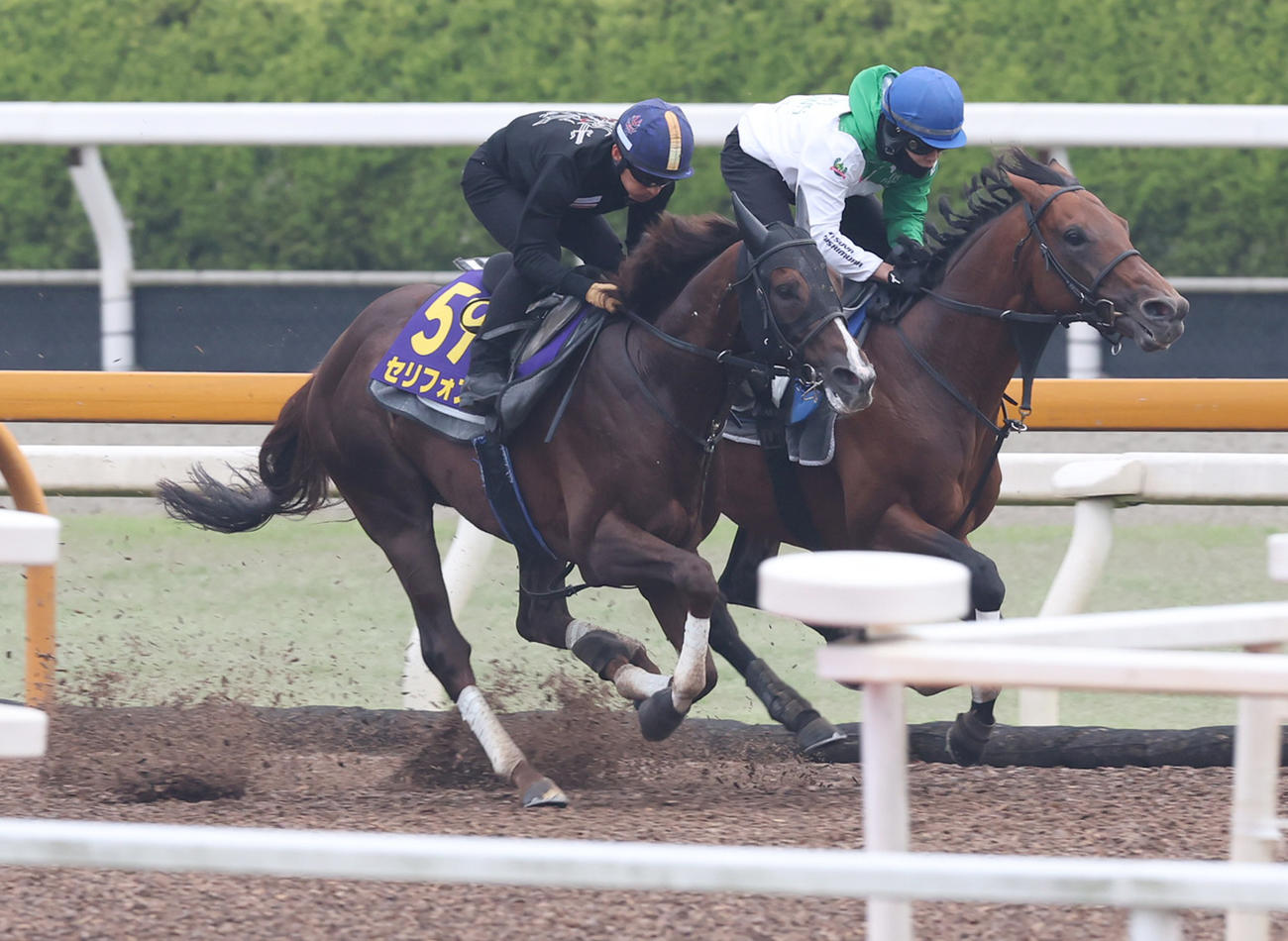 川田騎手を背にCWコースにて併せ馬で追い切るセリフォス（左）