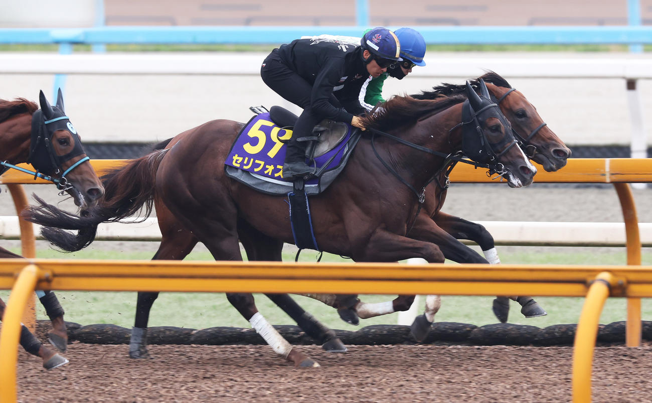 川田騎手を背に併せ馬で追い切るセリフォス