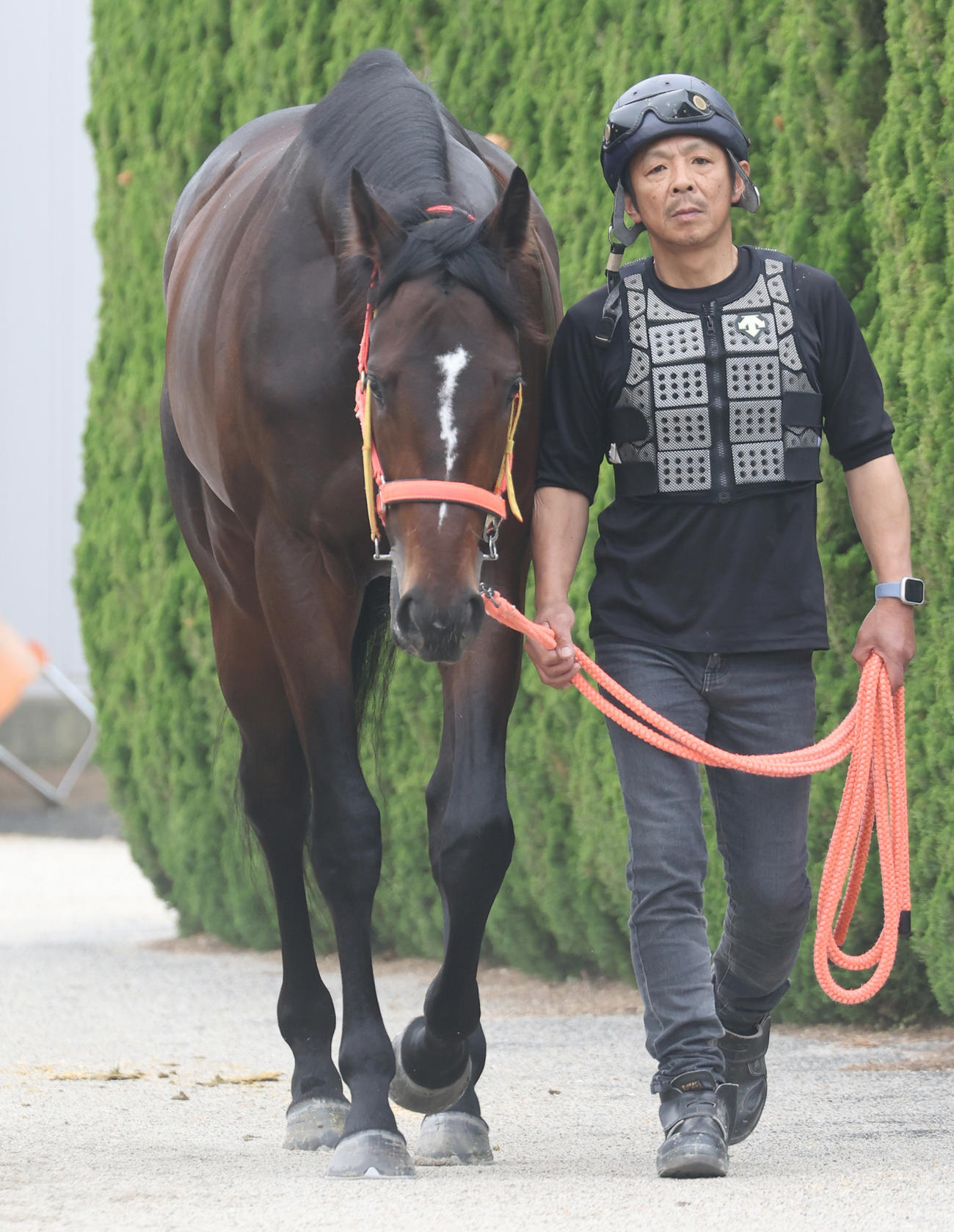 ショウナンラプンタ（24年5月23日撮影）