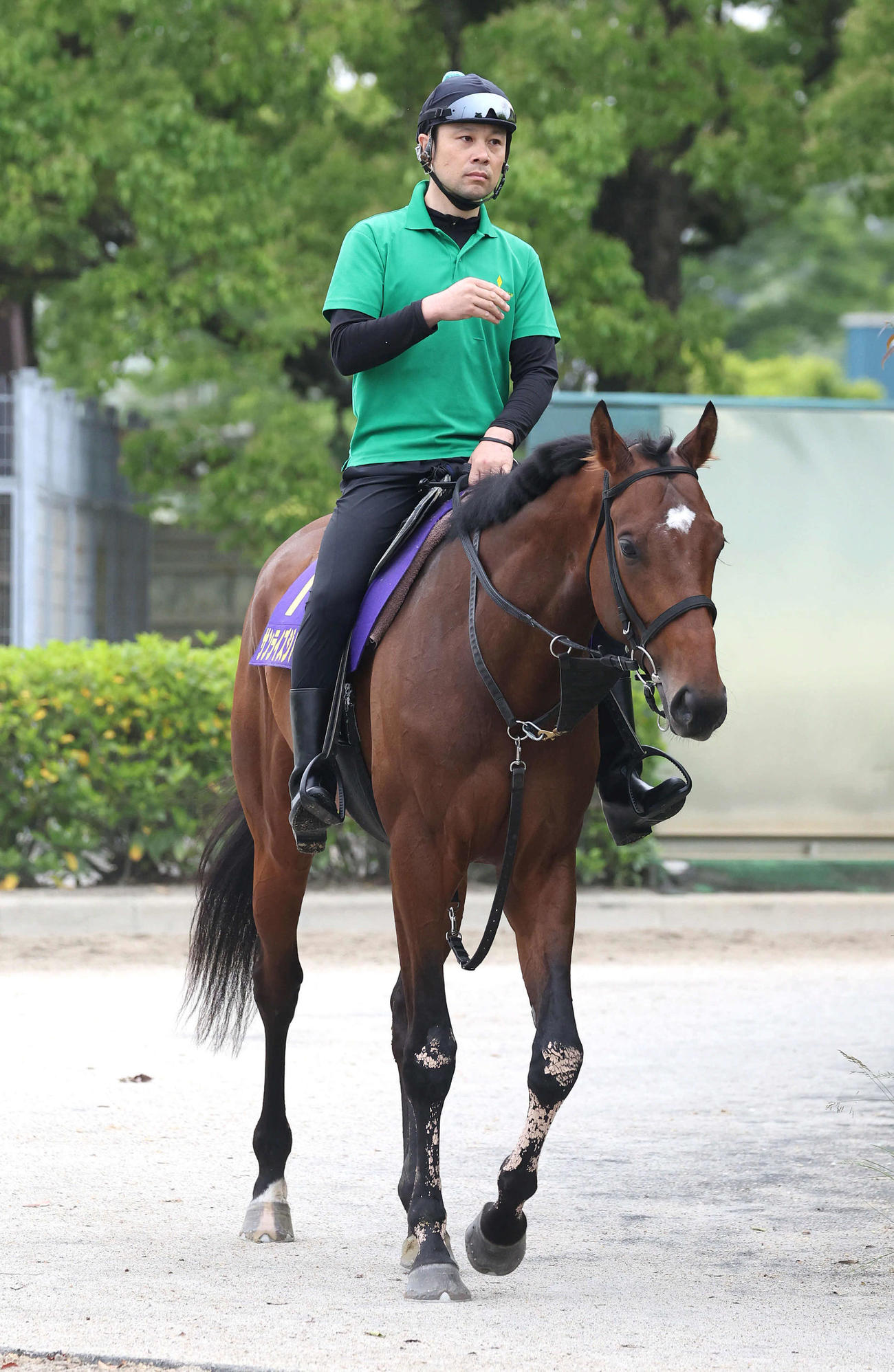 厩舎周りで運動するサンライズジパング（2024年5月23日撮影）