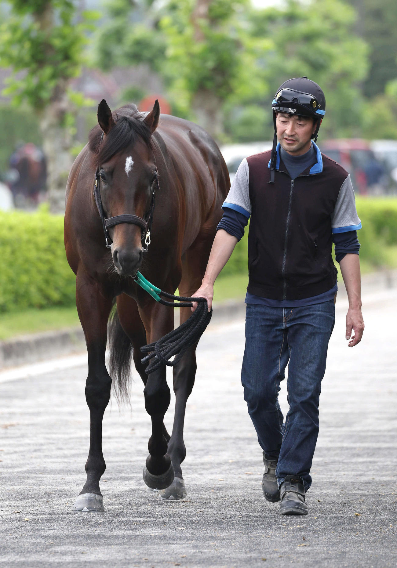 厩舎周りで運動するシュガークン（2024年5月23日撮影）