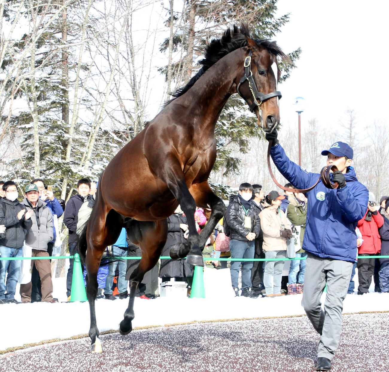 種牡馬展示会で多くの観覧者を前に立ち上がるキタサンブラック（2018年撮影）