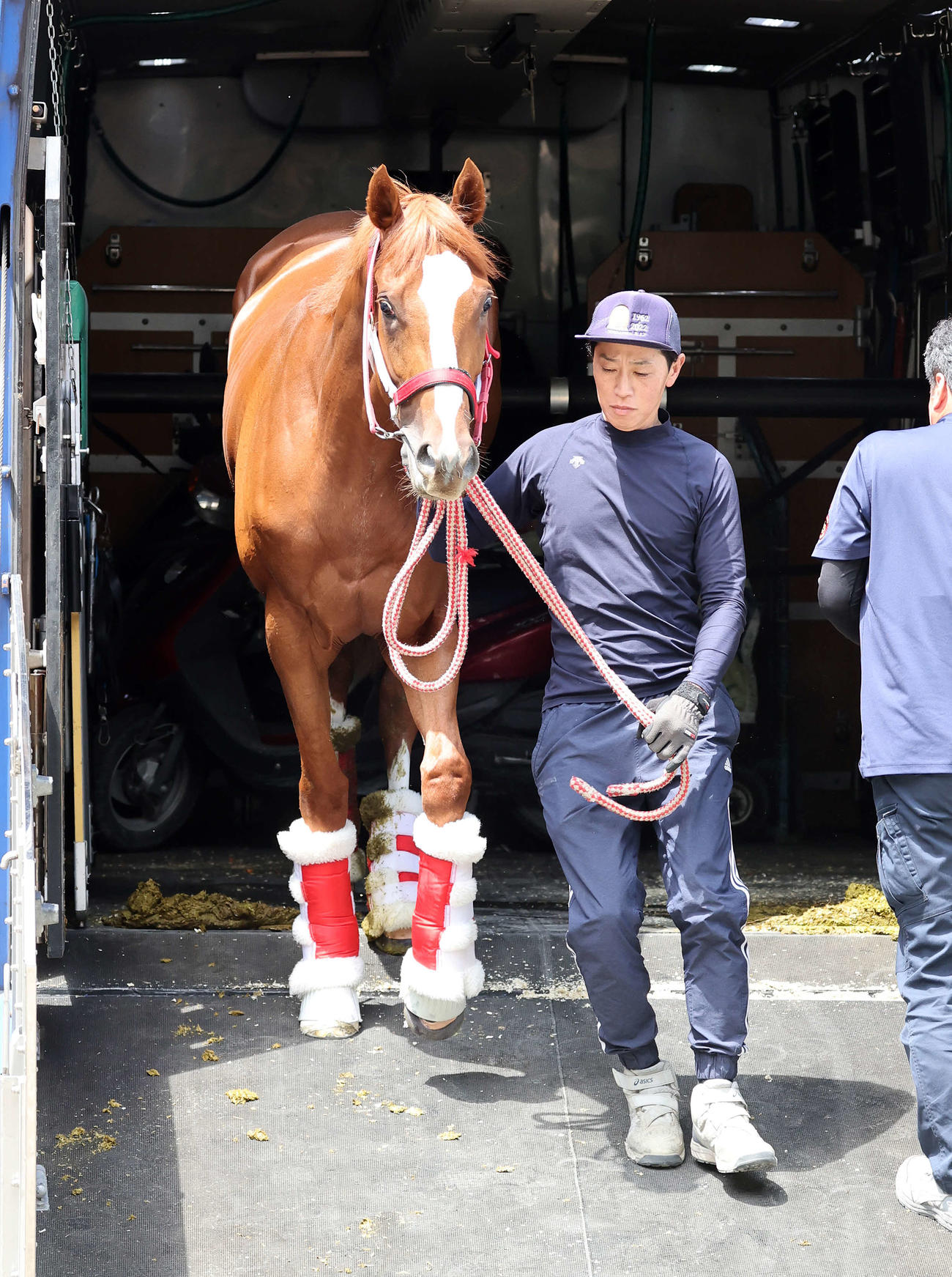 東京競馬場に到着したシンエンペラー（撮影・鈴木正人）