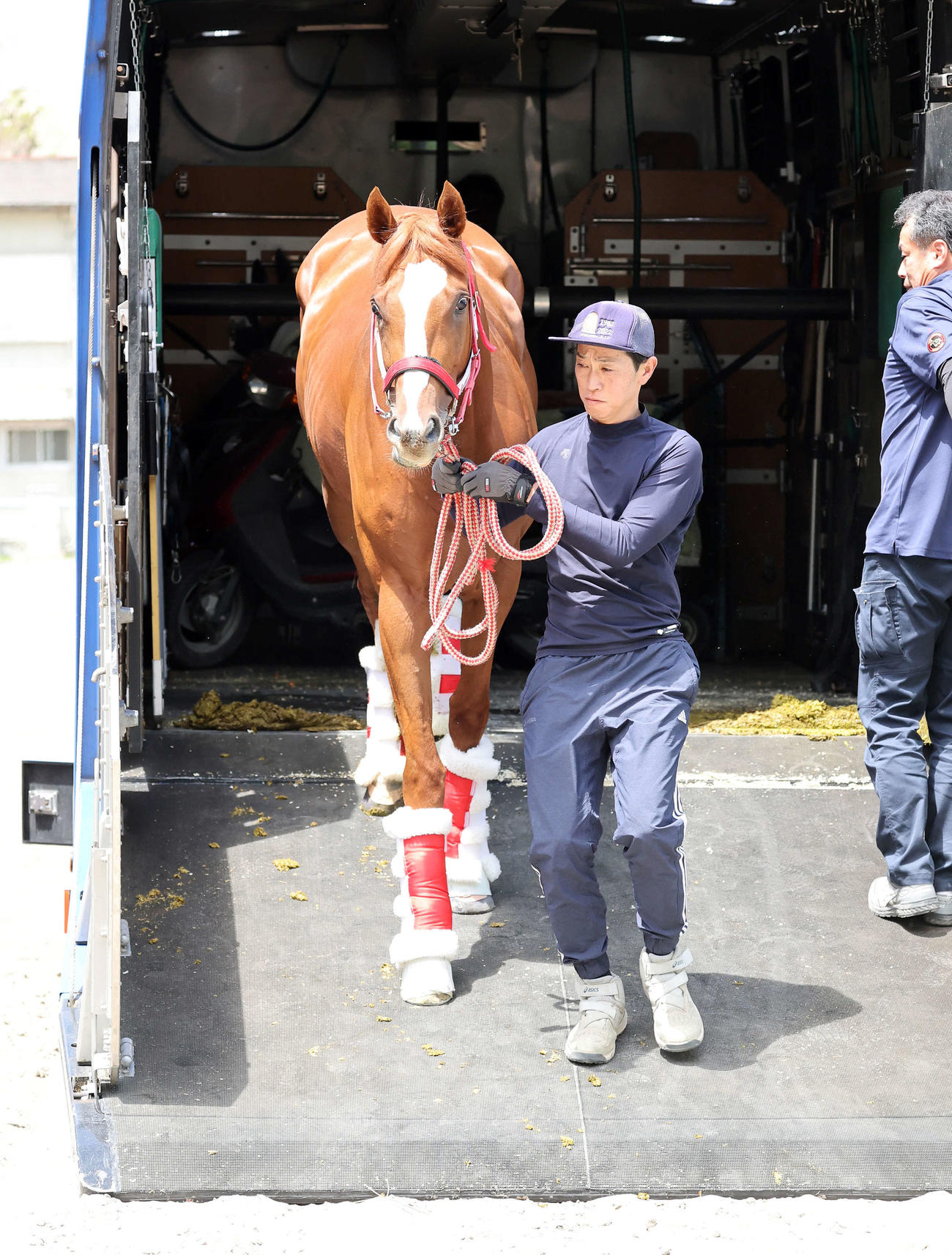 東京競馬場に到着したシンエンペラー（撮影・鈴木正人）