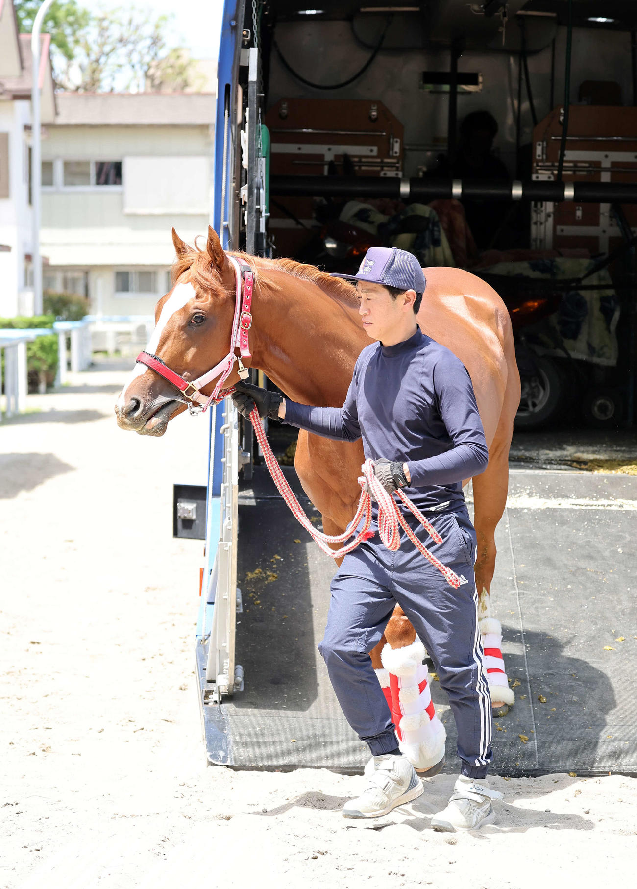 東京競馬場に到着したシンエンペラー（撮影・鈴木正人）