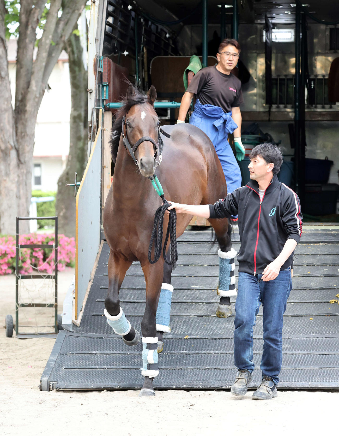 東京競馬場に到着したシュガークン（撮影・鈴木正人）