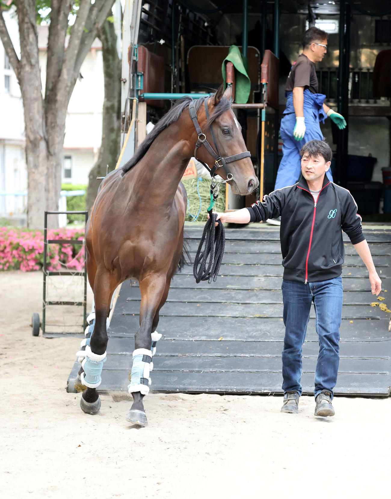 東京競馬場に到着したシュガークン（撮影・鈴木正人）
