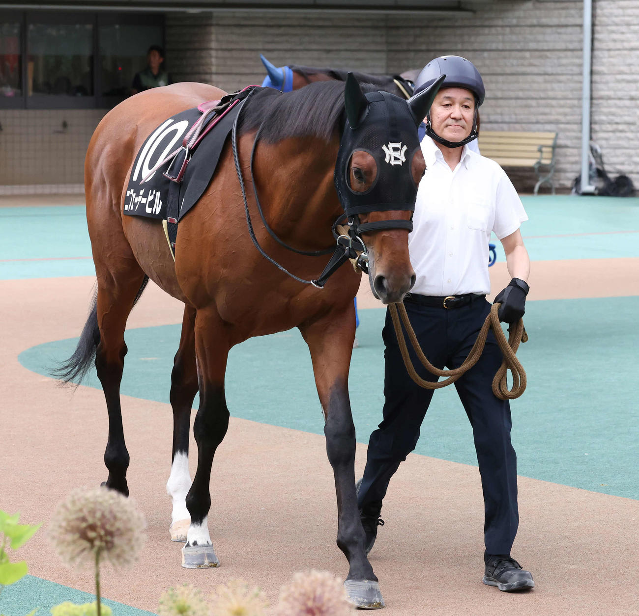 東京9R、富嶽賞のパドックで中舘厩舎のニフェーデービルを引く中竹調教師会会長（撮影・丹羽敏通）