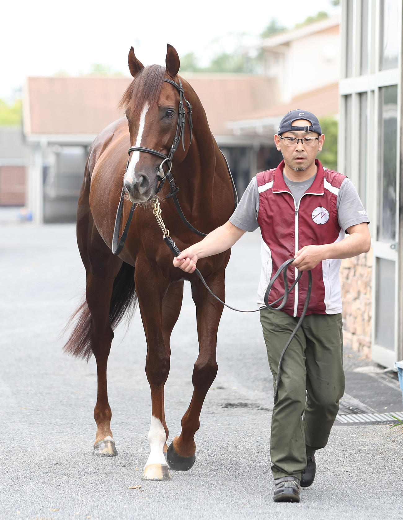 安田記念に出走予定のセリフォス（2024年5月22日撮影）