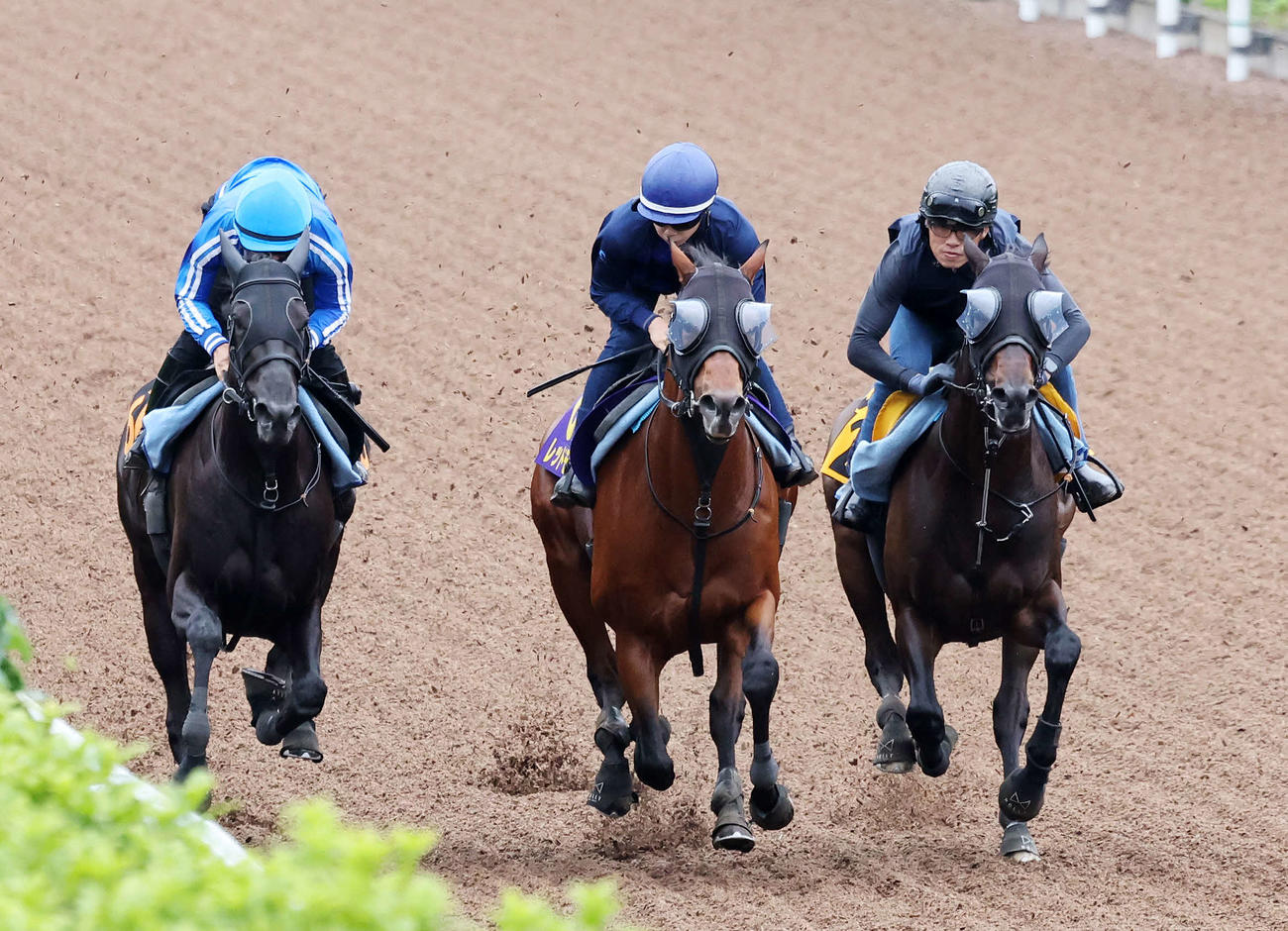 美浦坂路で3頭併せで追い切るレッドモンレーヴ（中央）（撮影・鈴木正人）
