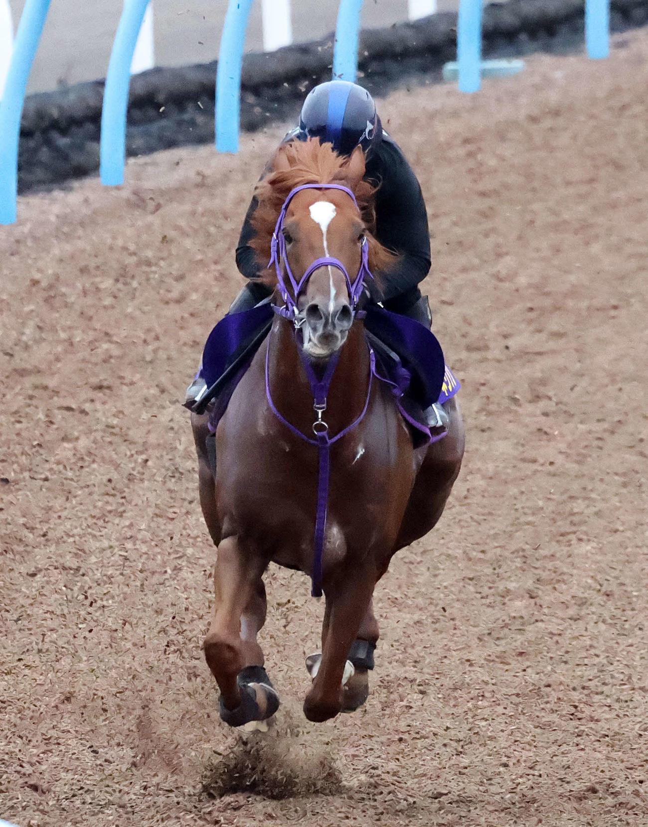 三浦皇成騎手を背に美浦ウッドで追い切るウインカーネリアン（撮影・鈴木正人）
