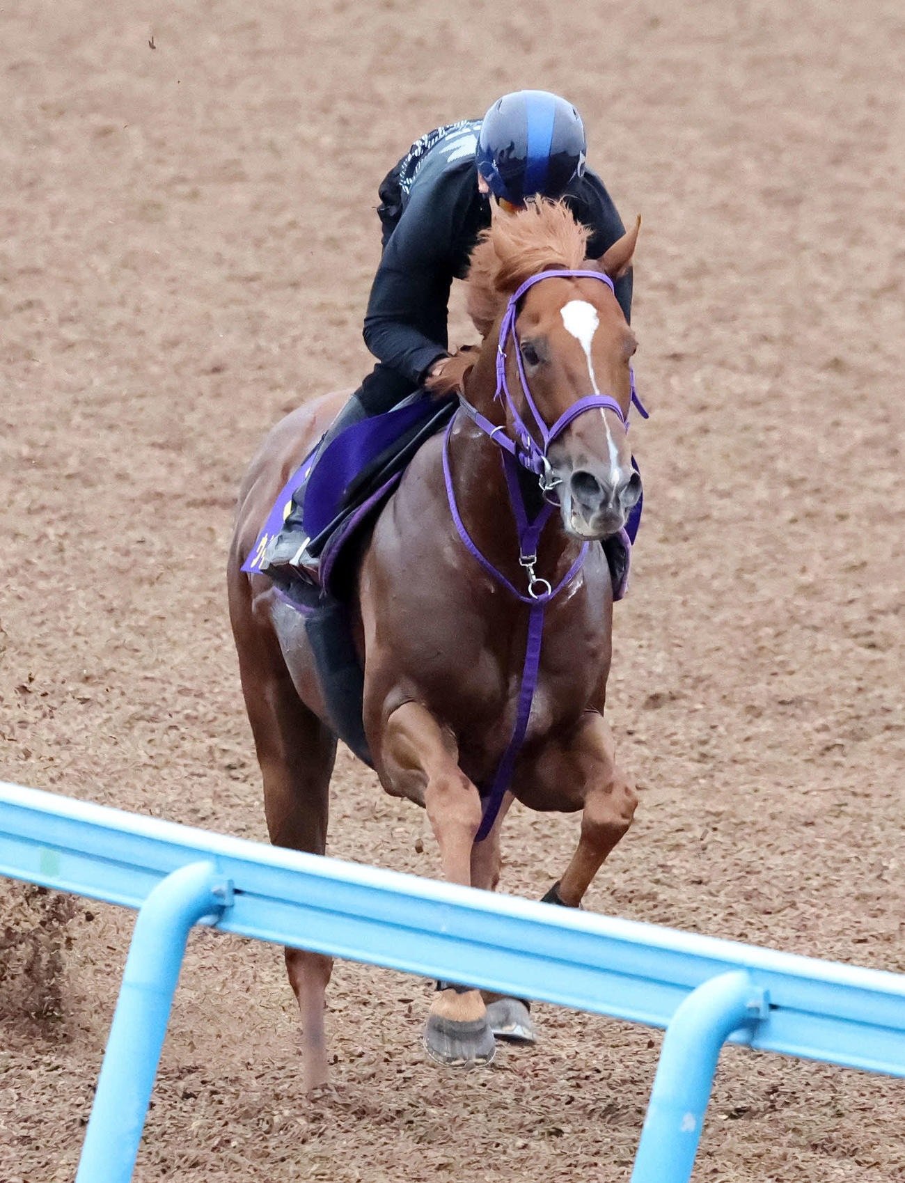 三浦皇成騎手を背に美浦ウッドで追い切るウインカーネリアン（撮影・鈴木正人）