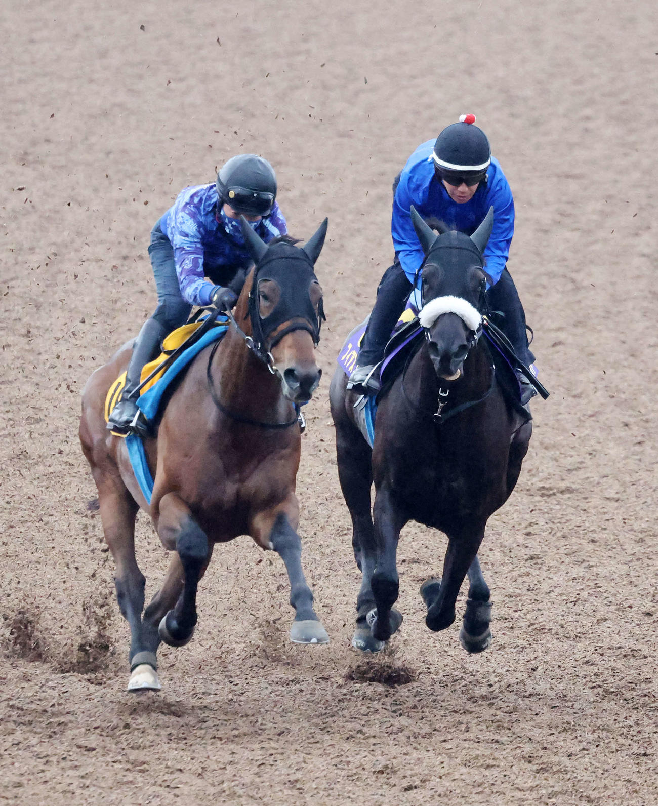 美浦ウッドで併せて追い切るフィアスプライド（右）（撮影・鈴木正人）