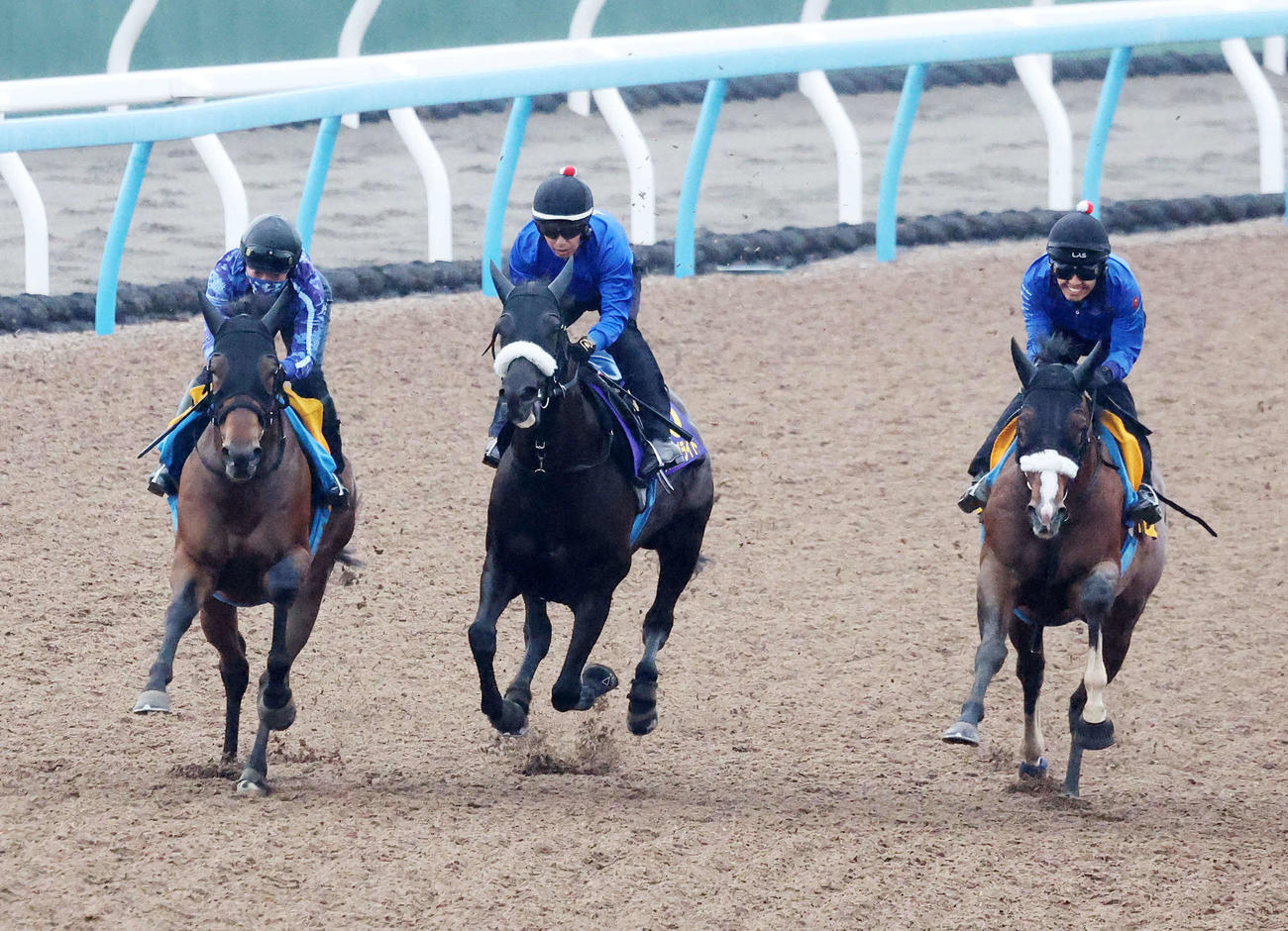 美浦ウッドで3頭併せで追い切るフィアスプライド（中央）（撮影・鈴木正人）