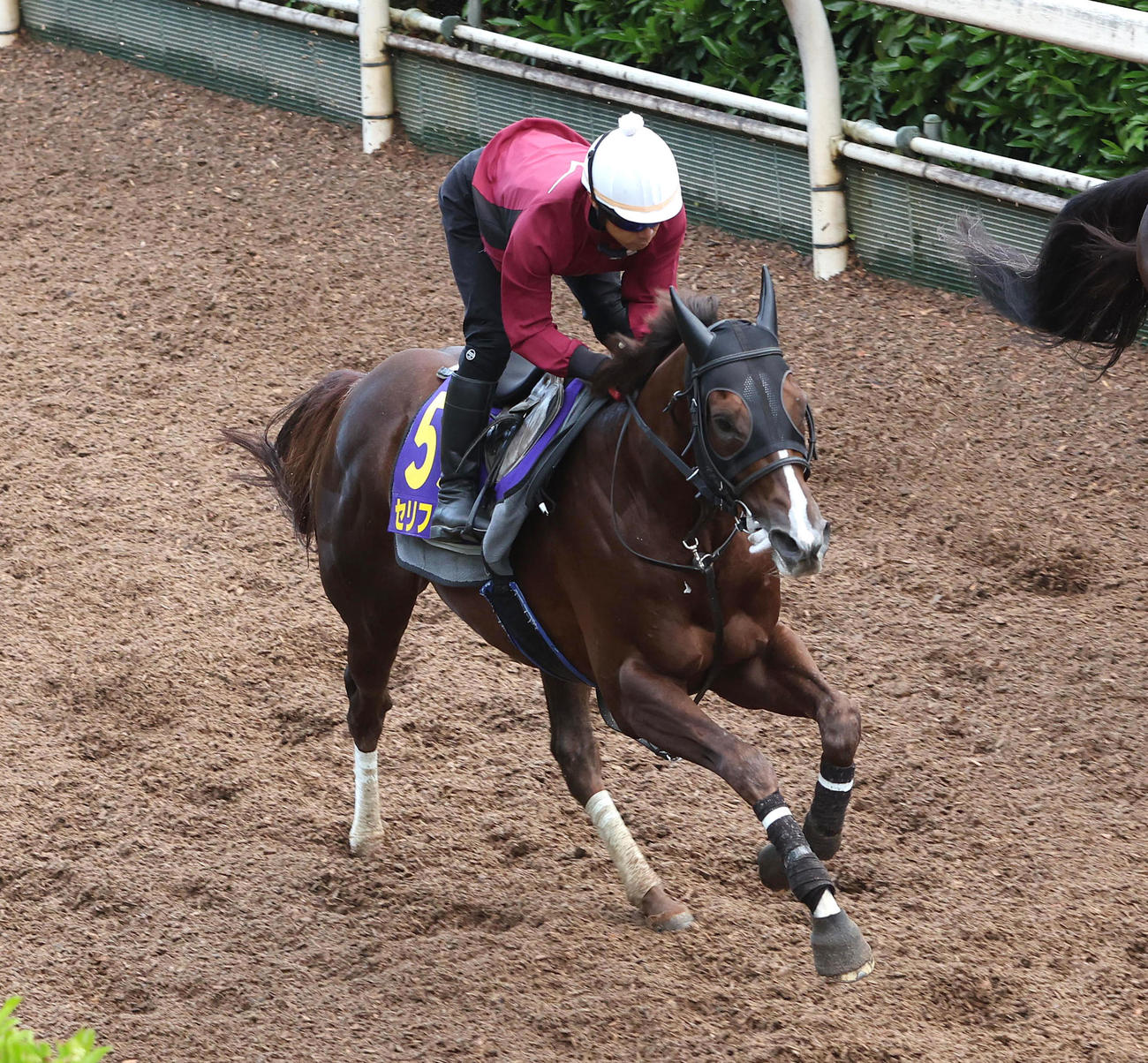 坂路を単走で追い切るセリフォス（撮影・白石智彦）