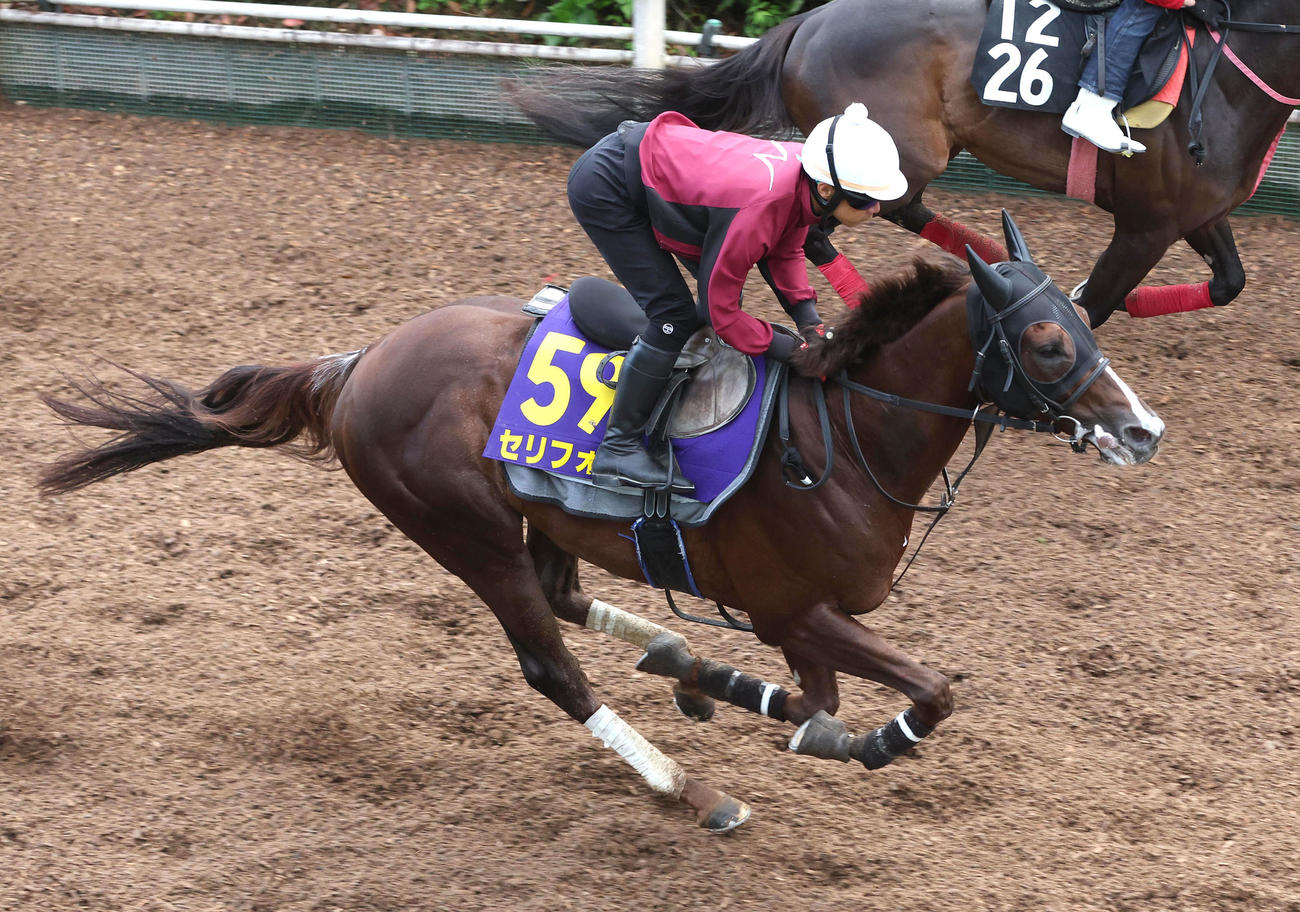 坂路を単走で追い切るセリフォス（撮影・白石智彦）