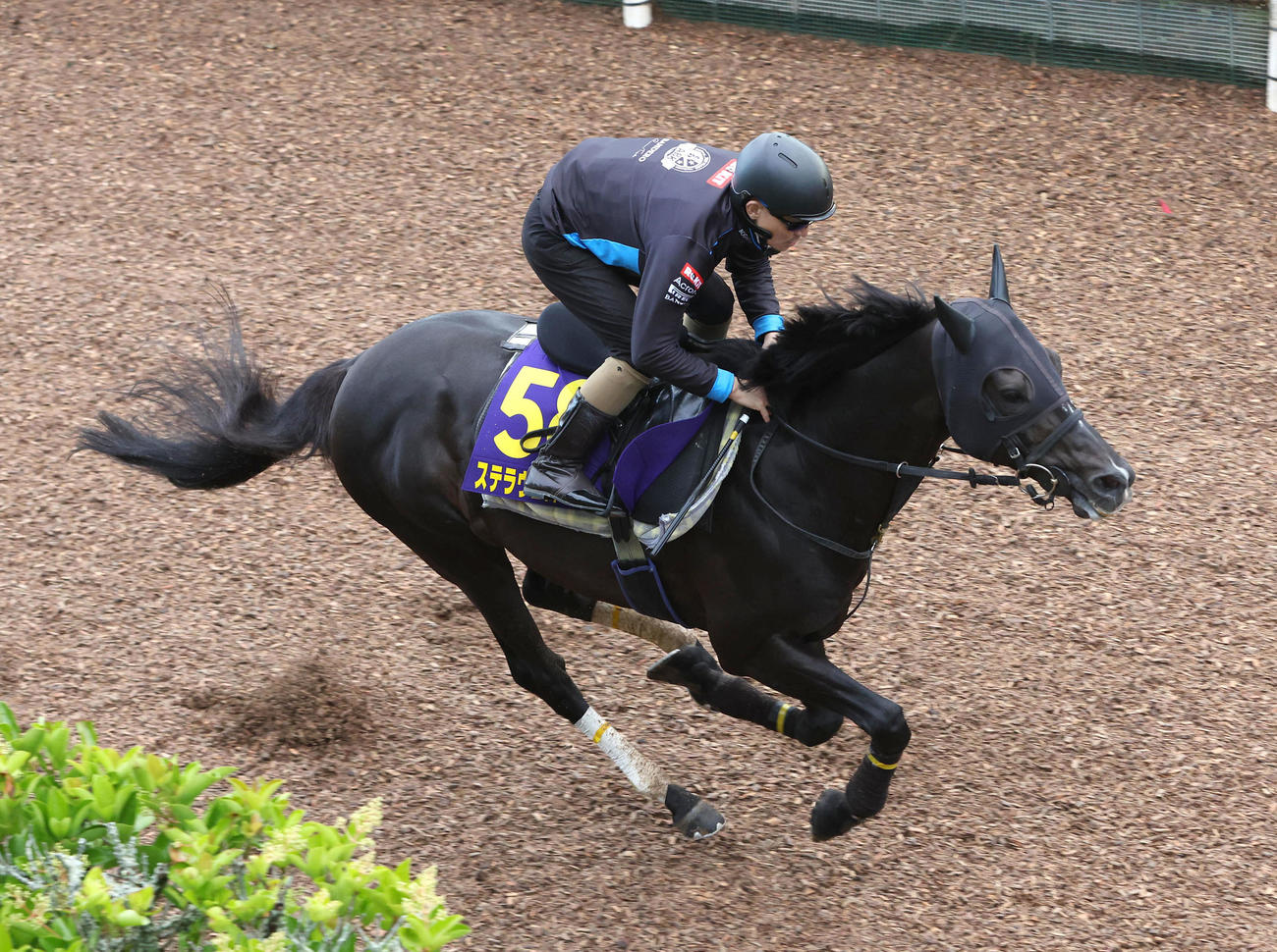 坂路を単走で追い切るステラヴェローチェ（撮影・白石智彦）