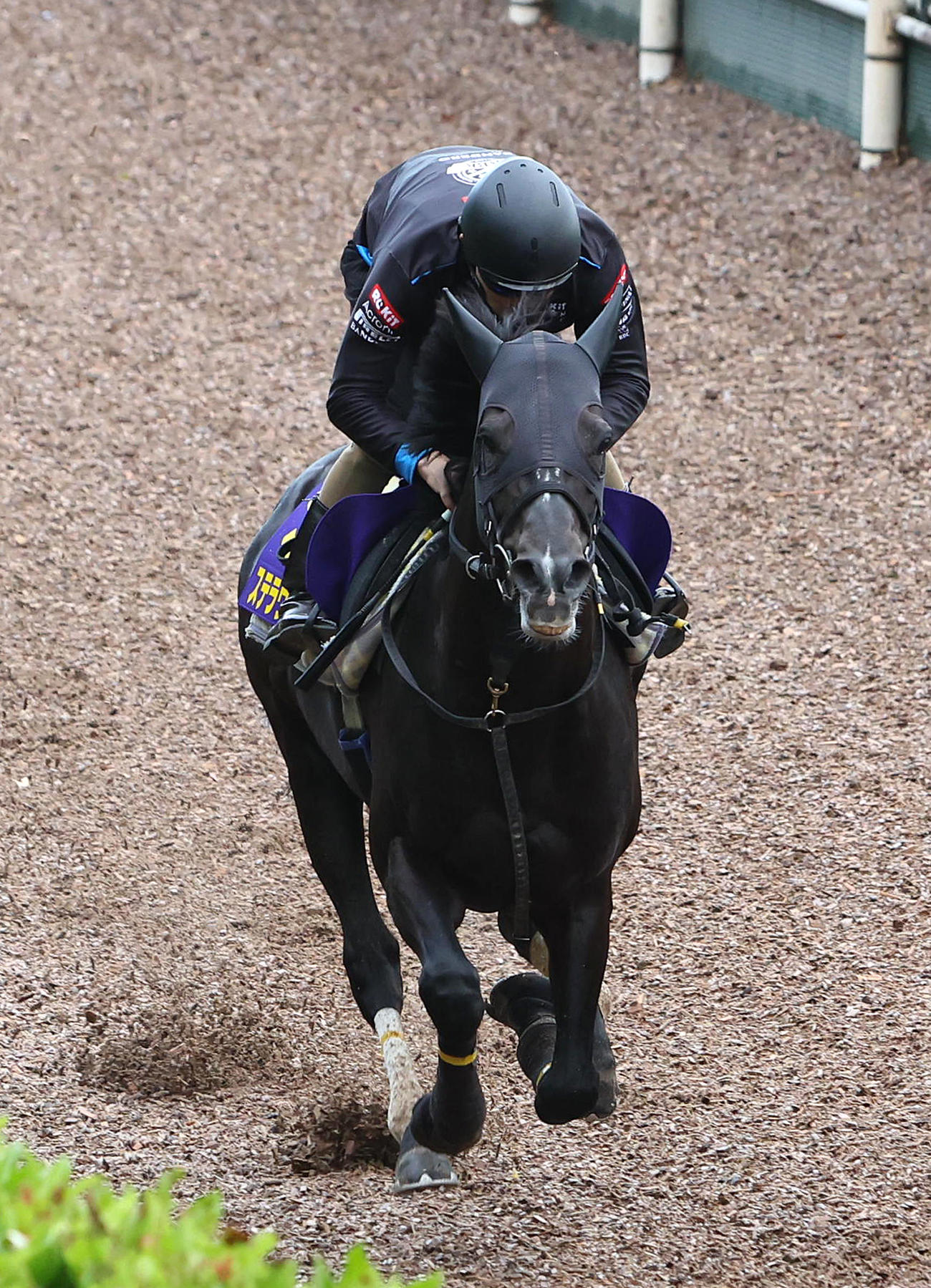 坂路を単走で追い切るステラヴェローチェ（撮影・白石智彦）