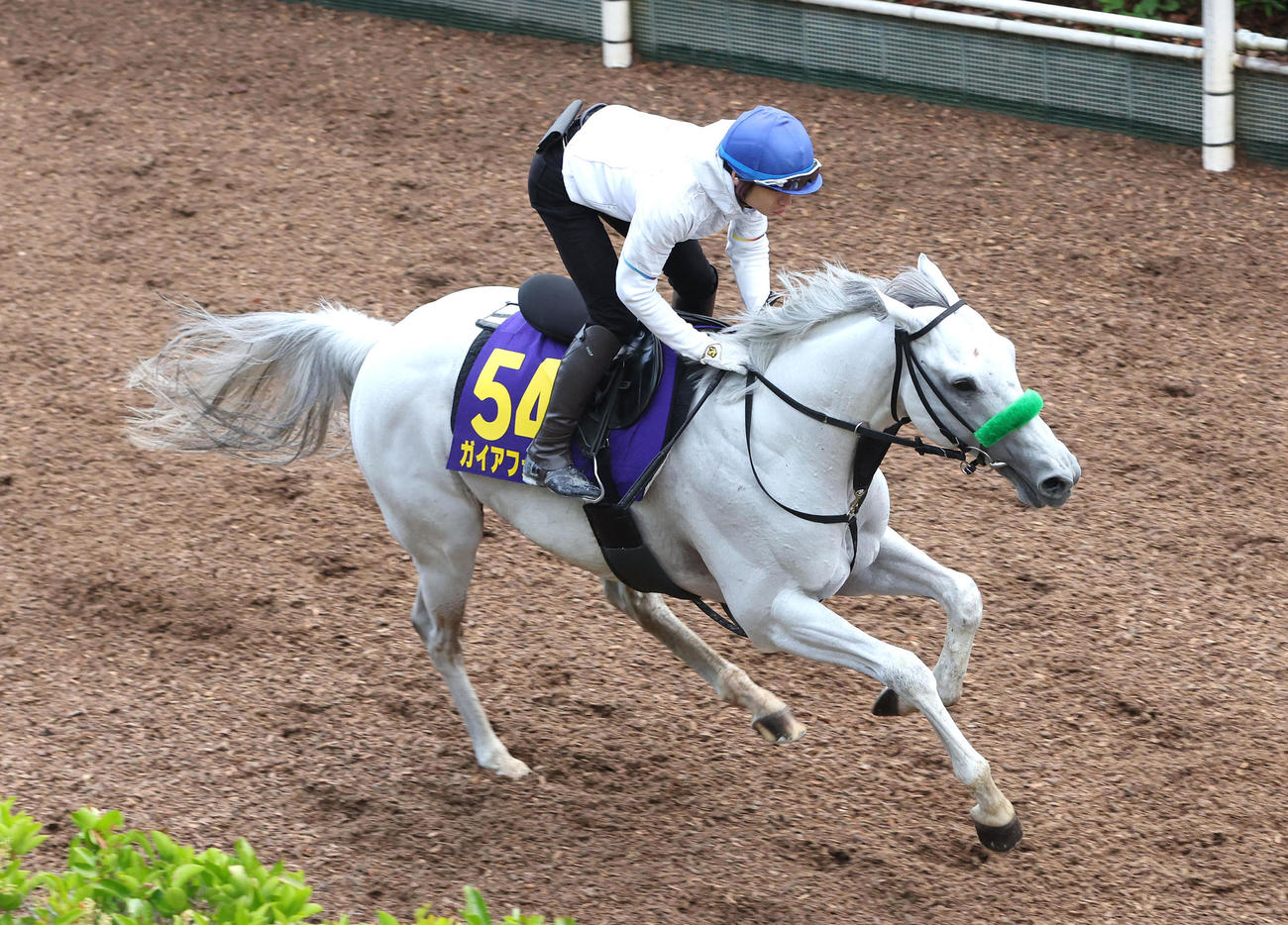 長岡騎手を背に坂路を単走で追い切るガイアフォース（撮影・白石智彦）