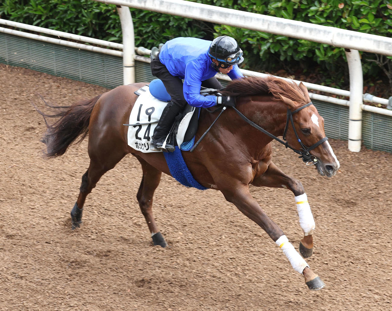 坂路を単走で追い切るボッケリーニ（撮影・白石智彦）