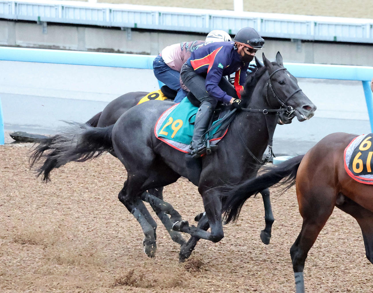 美浦ウッドで追い切るウィンターベル（撮影・鈴木正人）