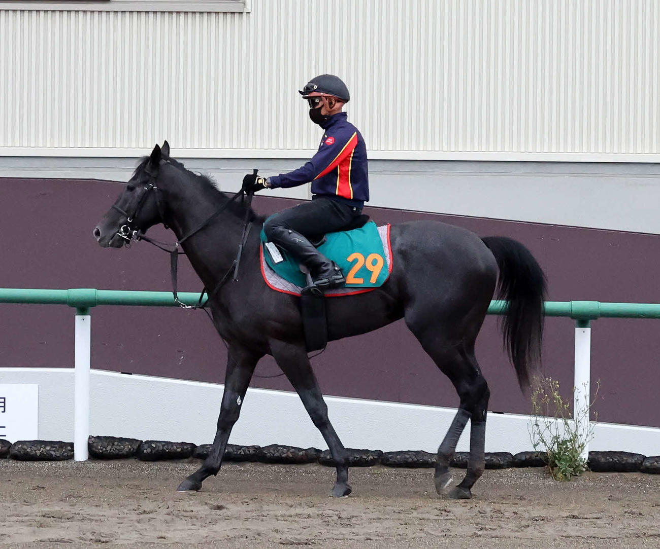 乗り運動するウィンターベル（撮影・鈴木正人）