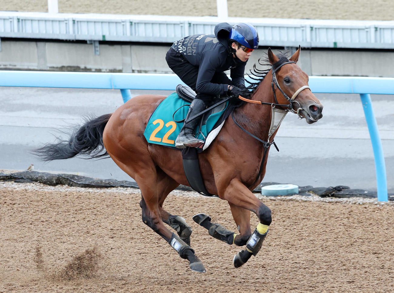三浦皇成騎手を背に美浦ウッドで追い切るスターウェーブ（撮影・鈴木正人）