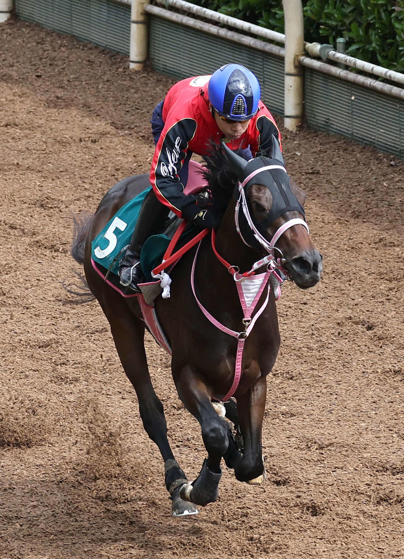 池添騎手を背に坂路を単走で追い切るショウナンザナドゥ（撮影・白石智彦）