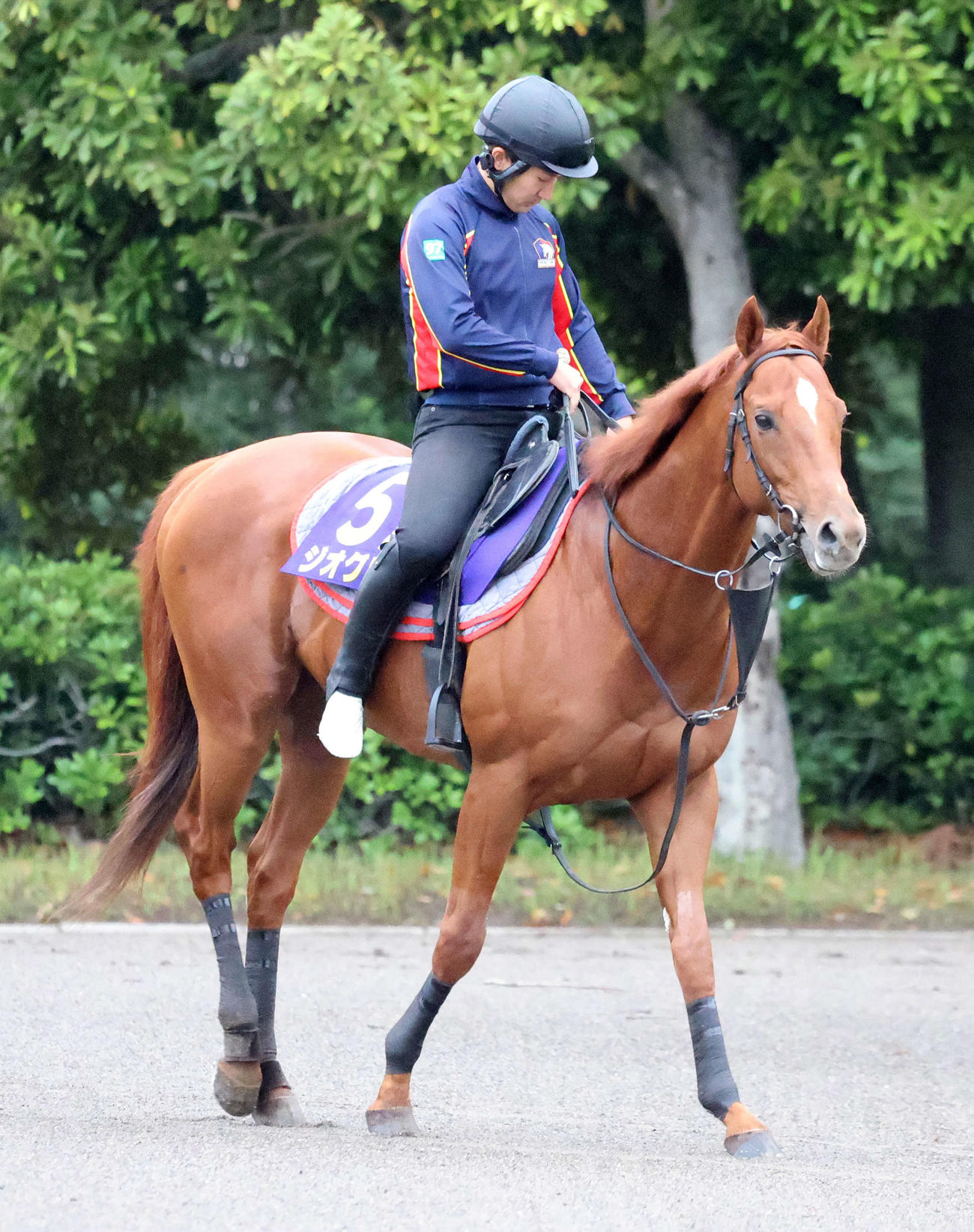 乗り運動するジオグリフ（撮影・鈴木正人）