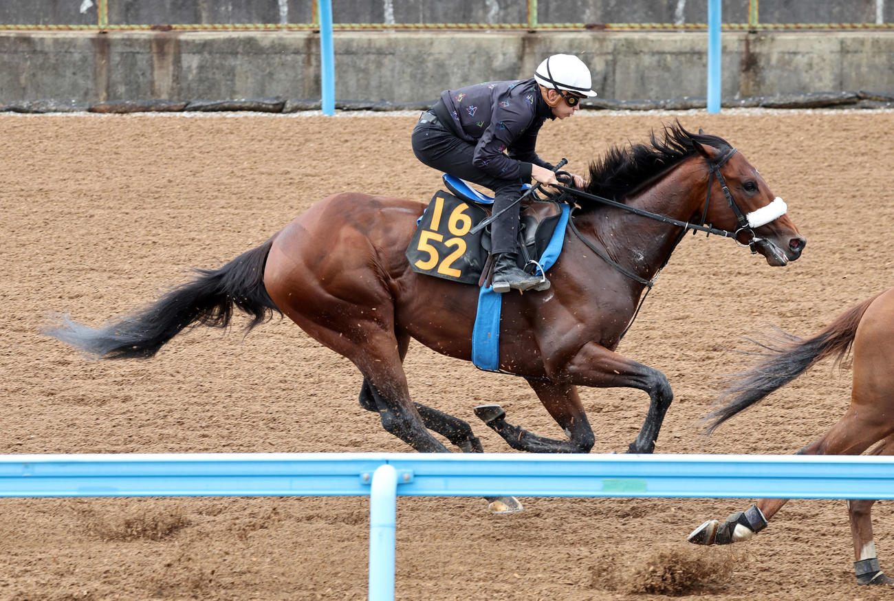 横山和生騎手を背に美浦ウッドで追い切るサトノエピック（撮影・鈴木正人）