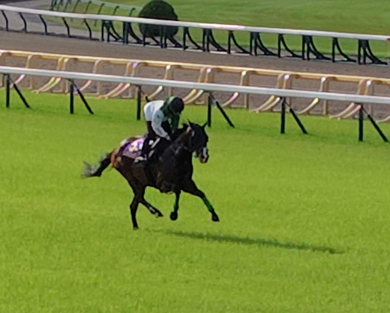 東京競馬場芝コースで追い切ったエルトンバローズ