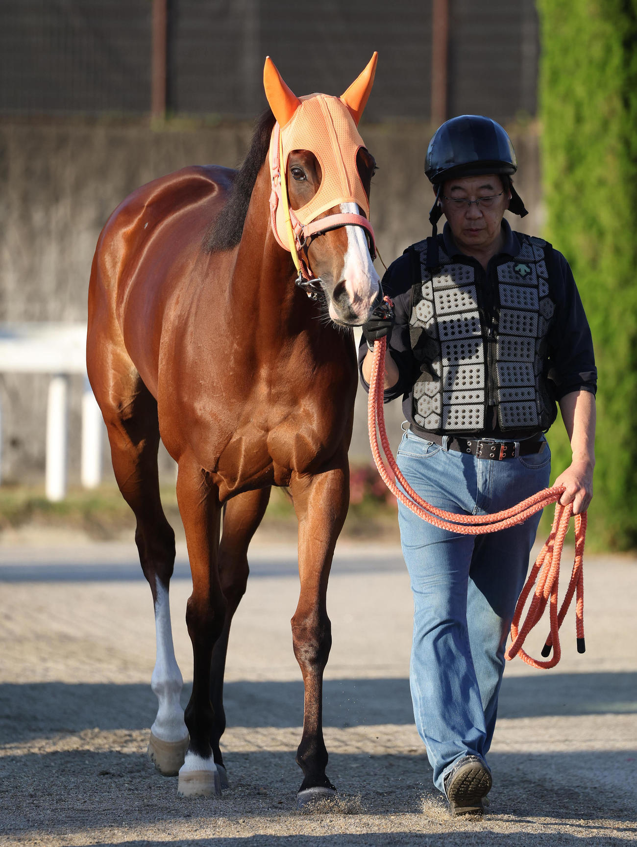 厩舎周りで運動するナミュール（撮影・白石智彦）