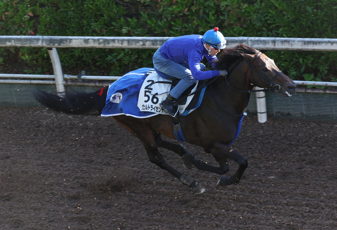 坂路を併せ馬で追い切るヴェルトライゼンデ