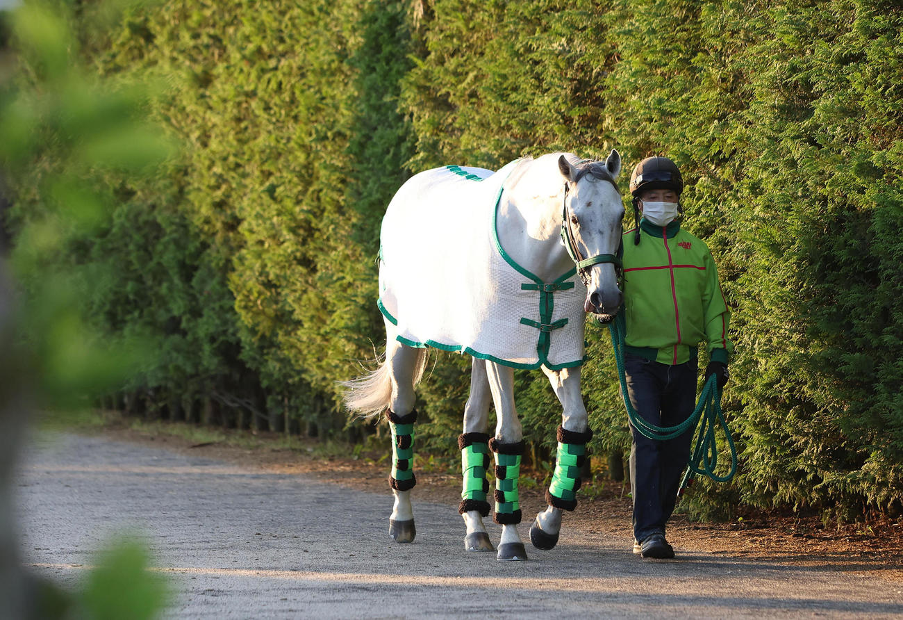 厩舎周りで運動するガイアフォース（2024年5月30日撮影）