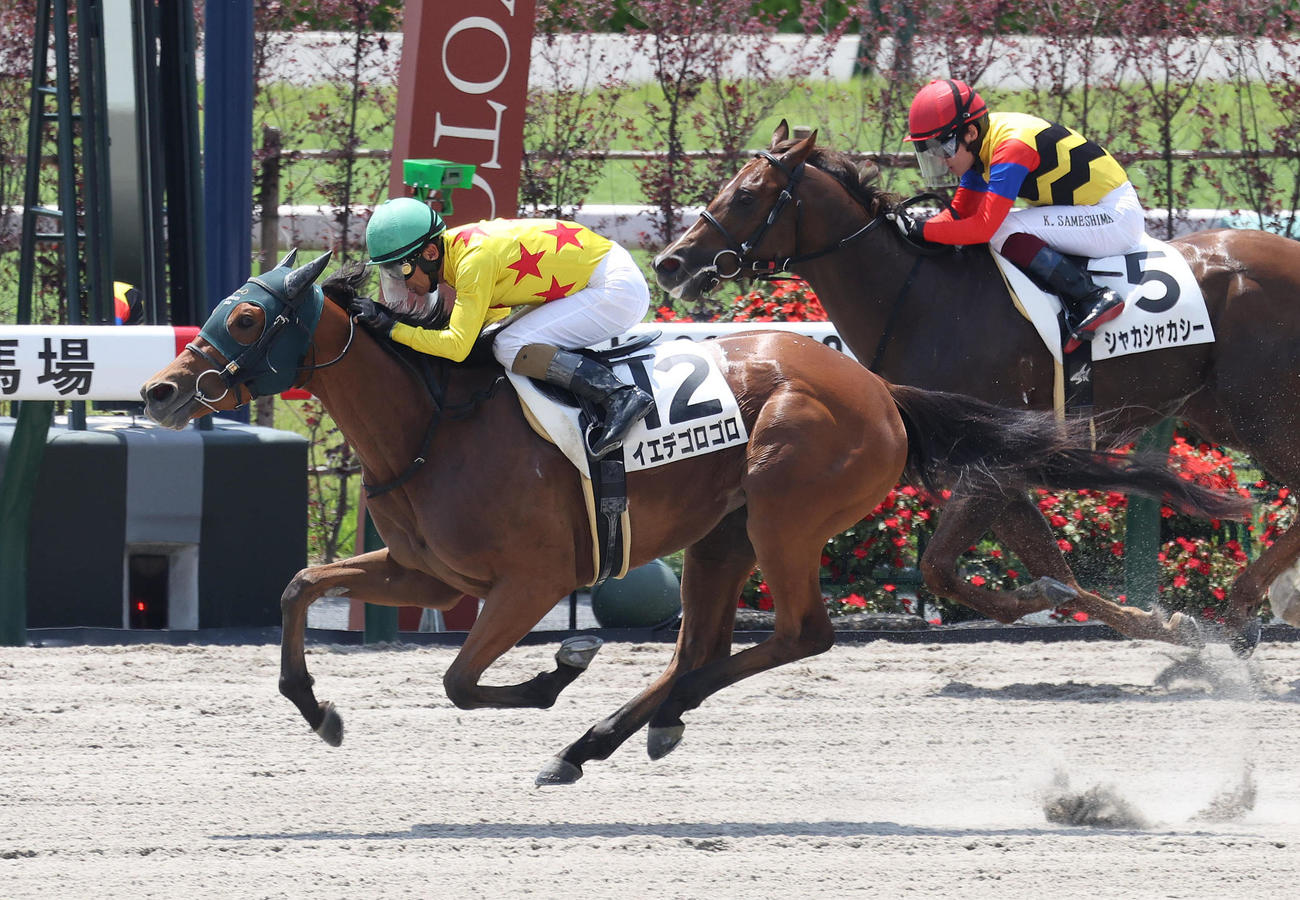 京都3R、3歳未勝利を勝ち上がったイエデゴロゴロ（撮影・白石智彦）