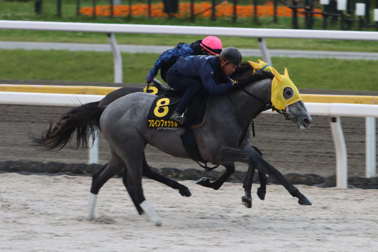 東京ダービーに向けマコトロクサノホコ（左奥）との併せ馬で最終追い切り行うフロインフォッサル（右手前）