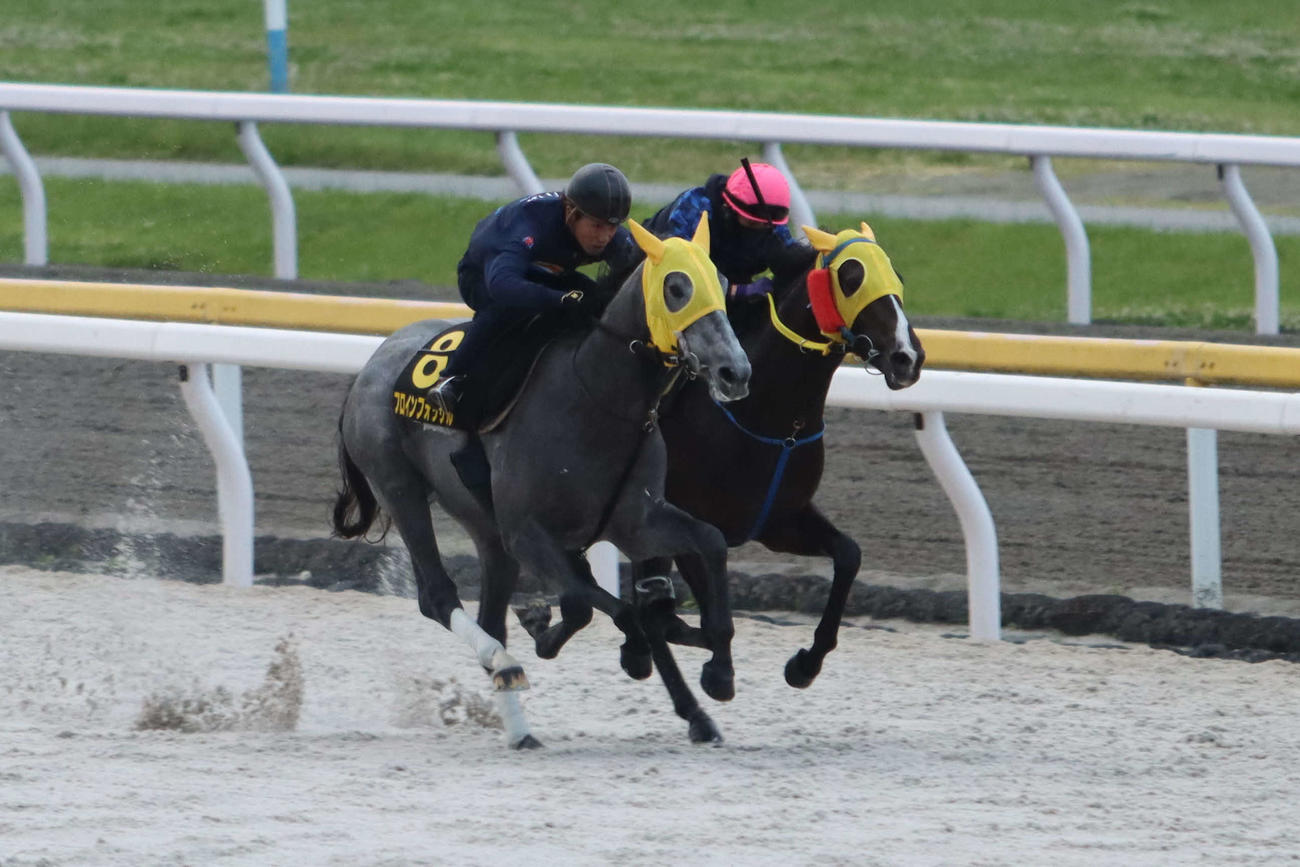 東京ダービーに向けフロインフォッサル（左手前）との併せ馬で最終追い切り行うマコトロクサノホコ（右奥）