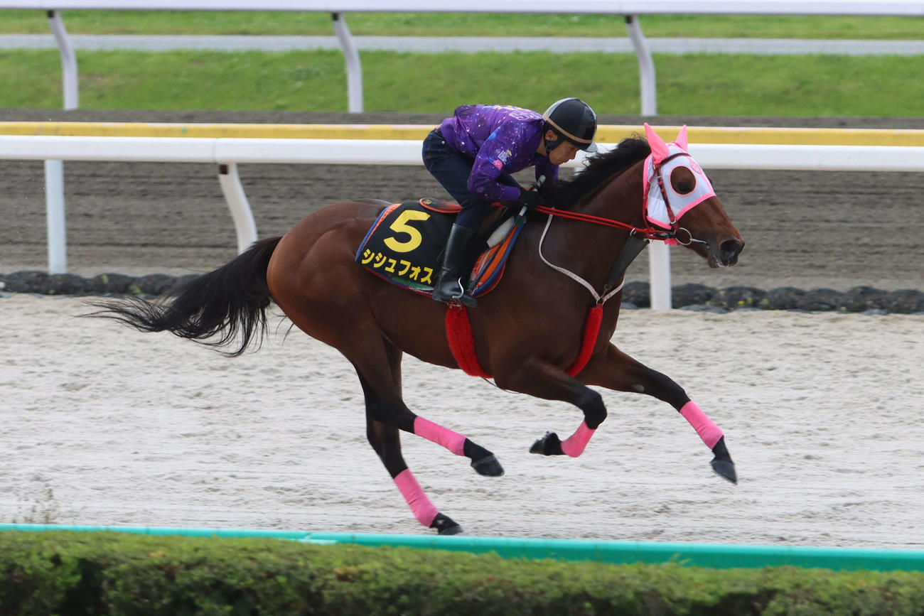 東京ダービーに向けて単走で最終追い切りを行うシシュフォス