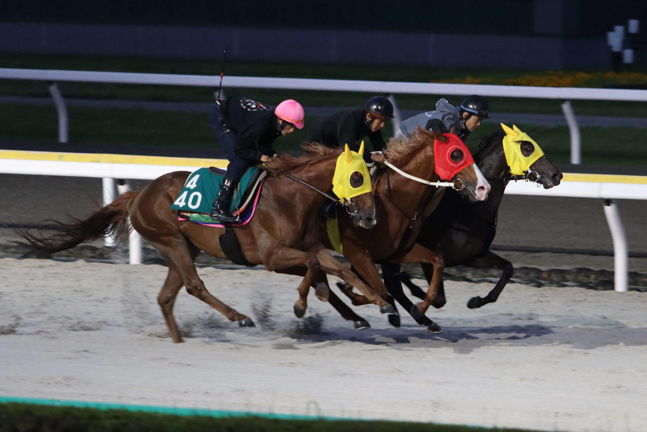 東京ダービーに向けて3頭併せで最終追い切りを行うキタノヒーロー（右奥）とクニノトキメキ（中）