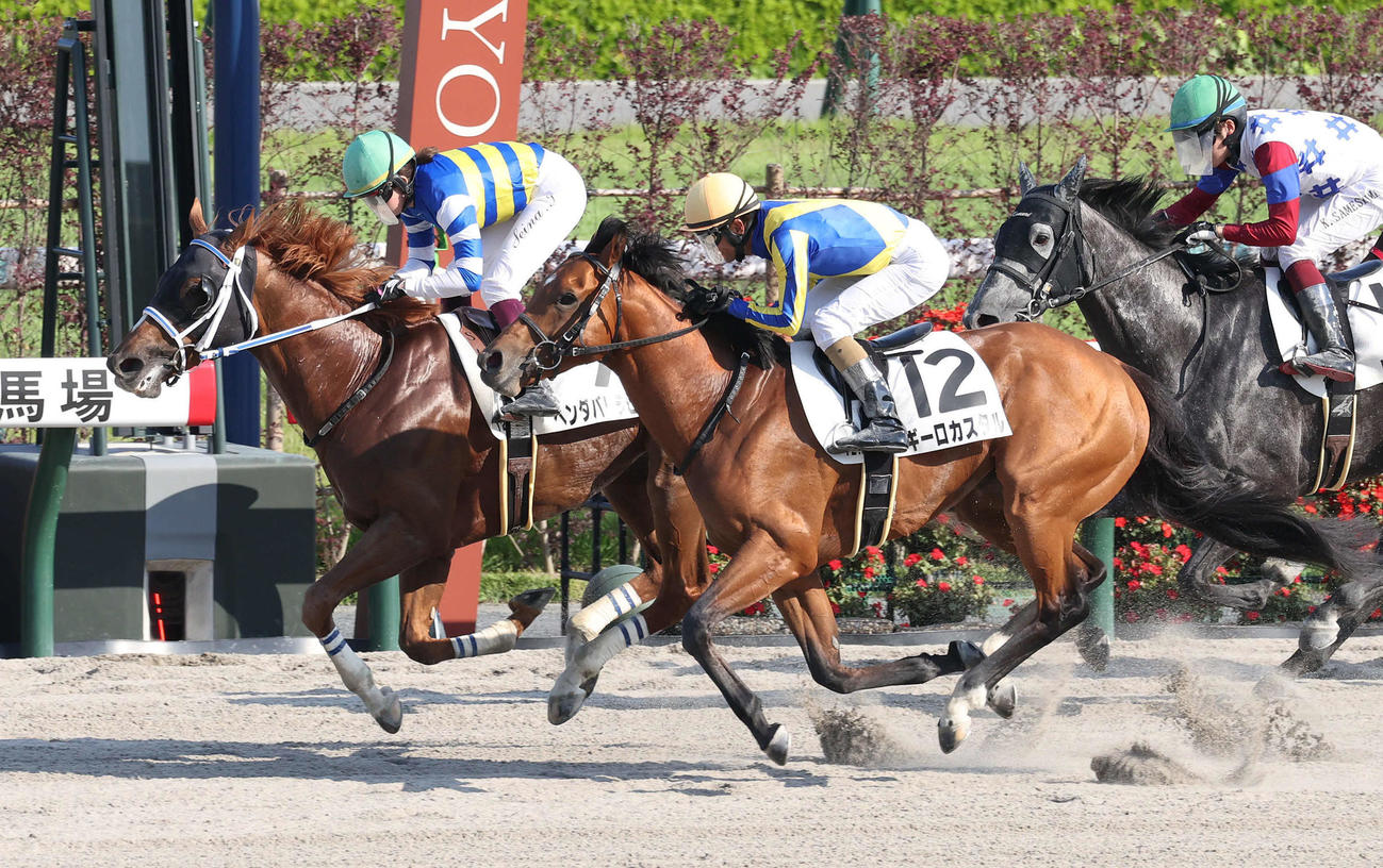 京都12R、今村騎手を背に3歳以上2勝クラスを制したベンダバリラビア（左）（撮影・白石智彦）
