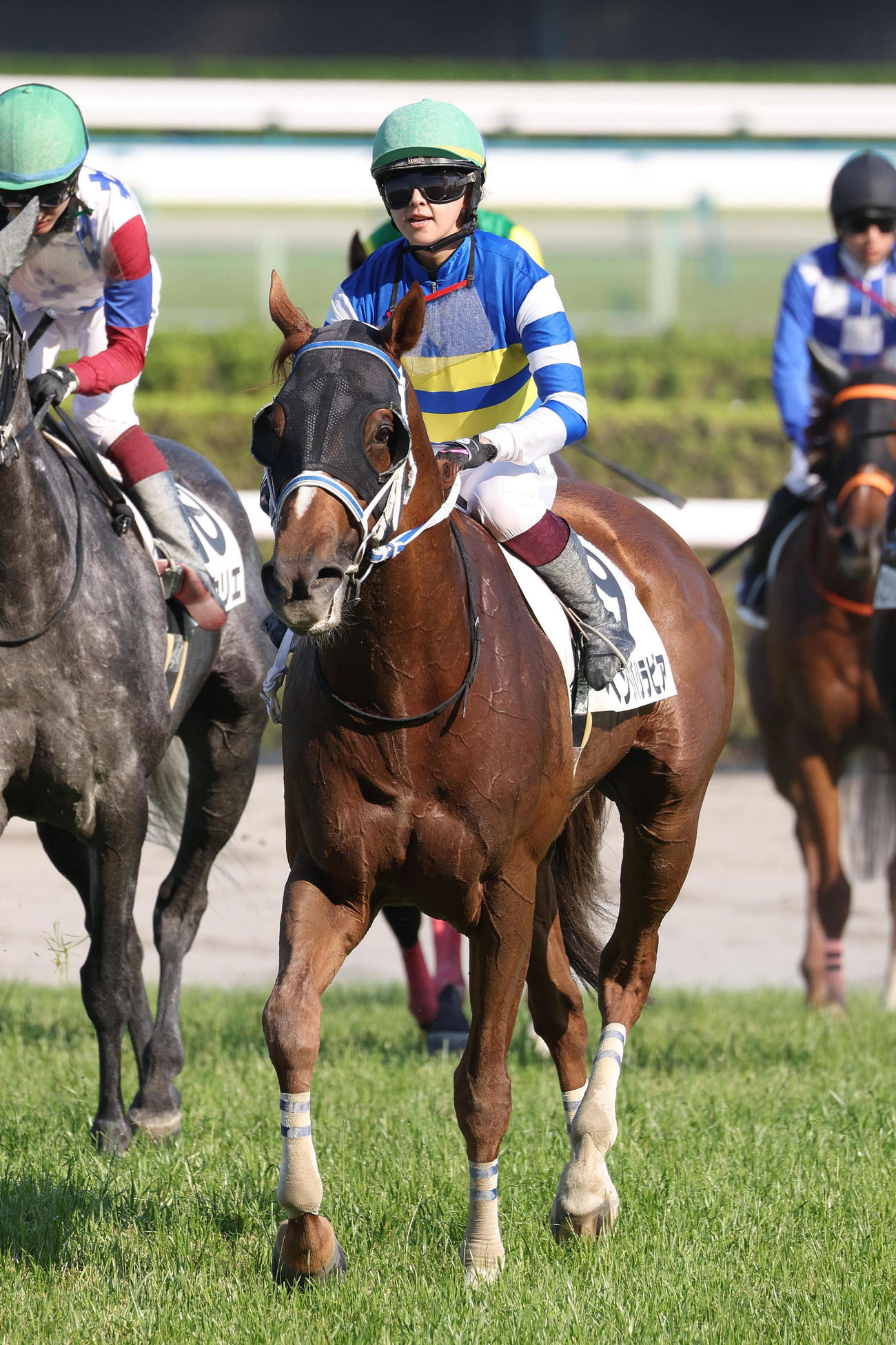 京都12R、今村騎手を背に3歳以上2勝クラスを制したベンダバリラビア（撮影・白石智彦）