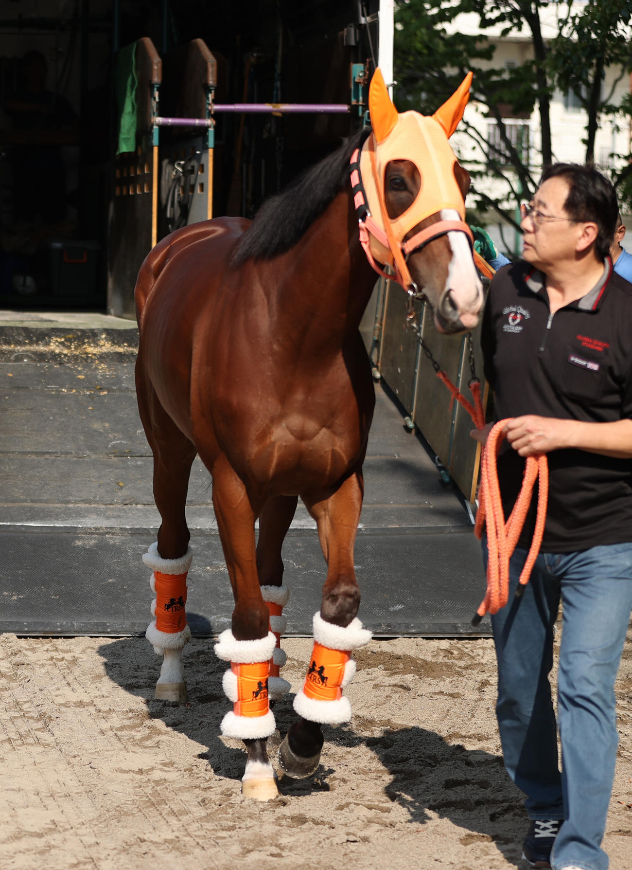 東京競馬場に到着したナミュール（撮影・柴田隆二）