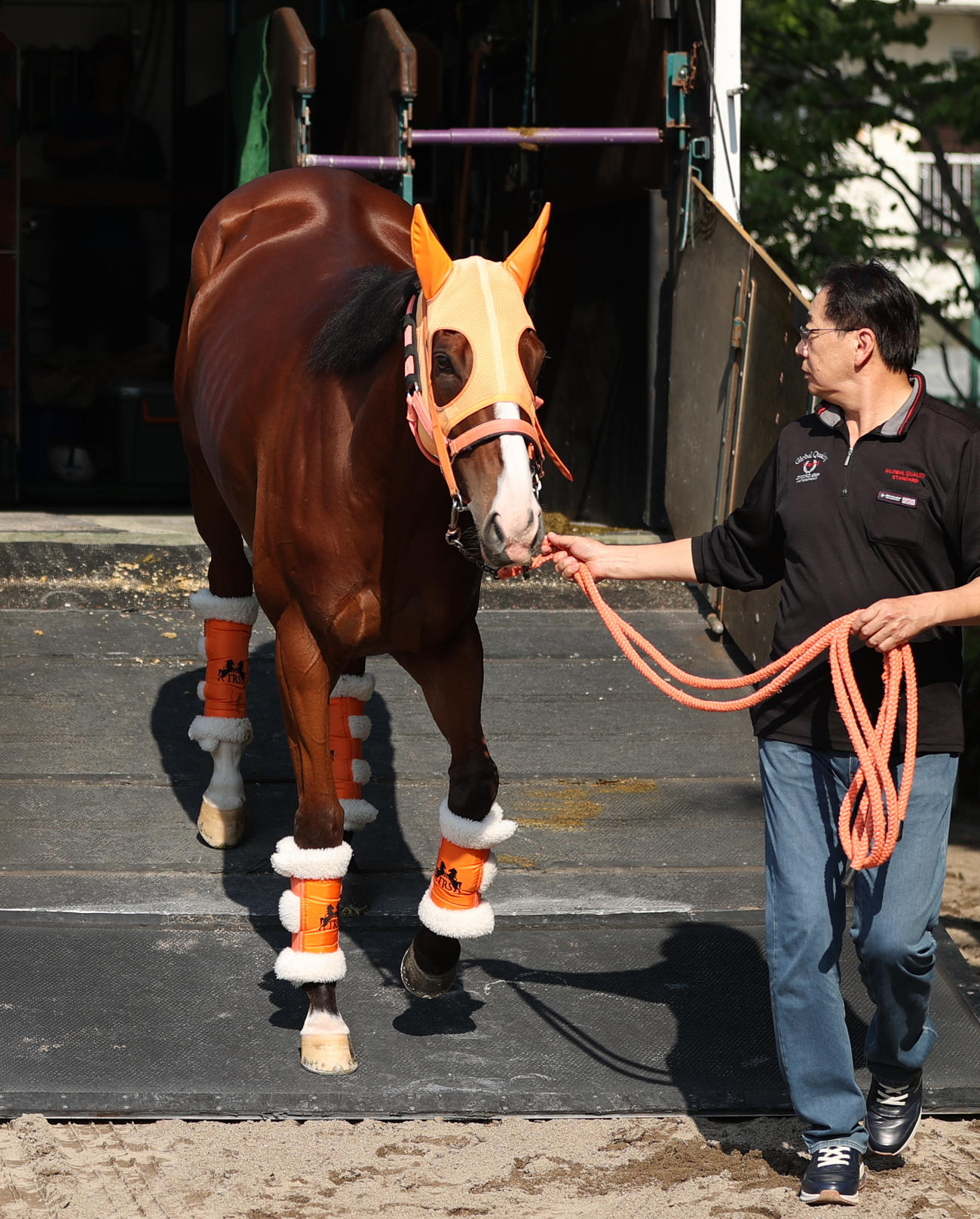 東京競馬場に到着したナミュール（撮影・柴田隆二）