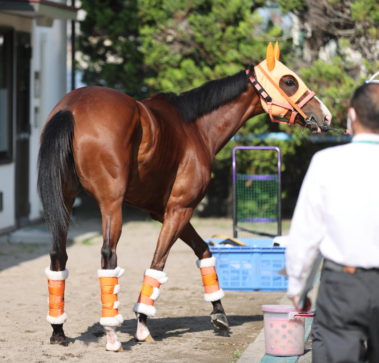 東京競馬場に到着したナミュール（撮影・柴田隆二）