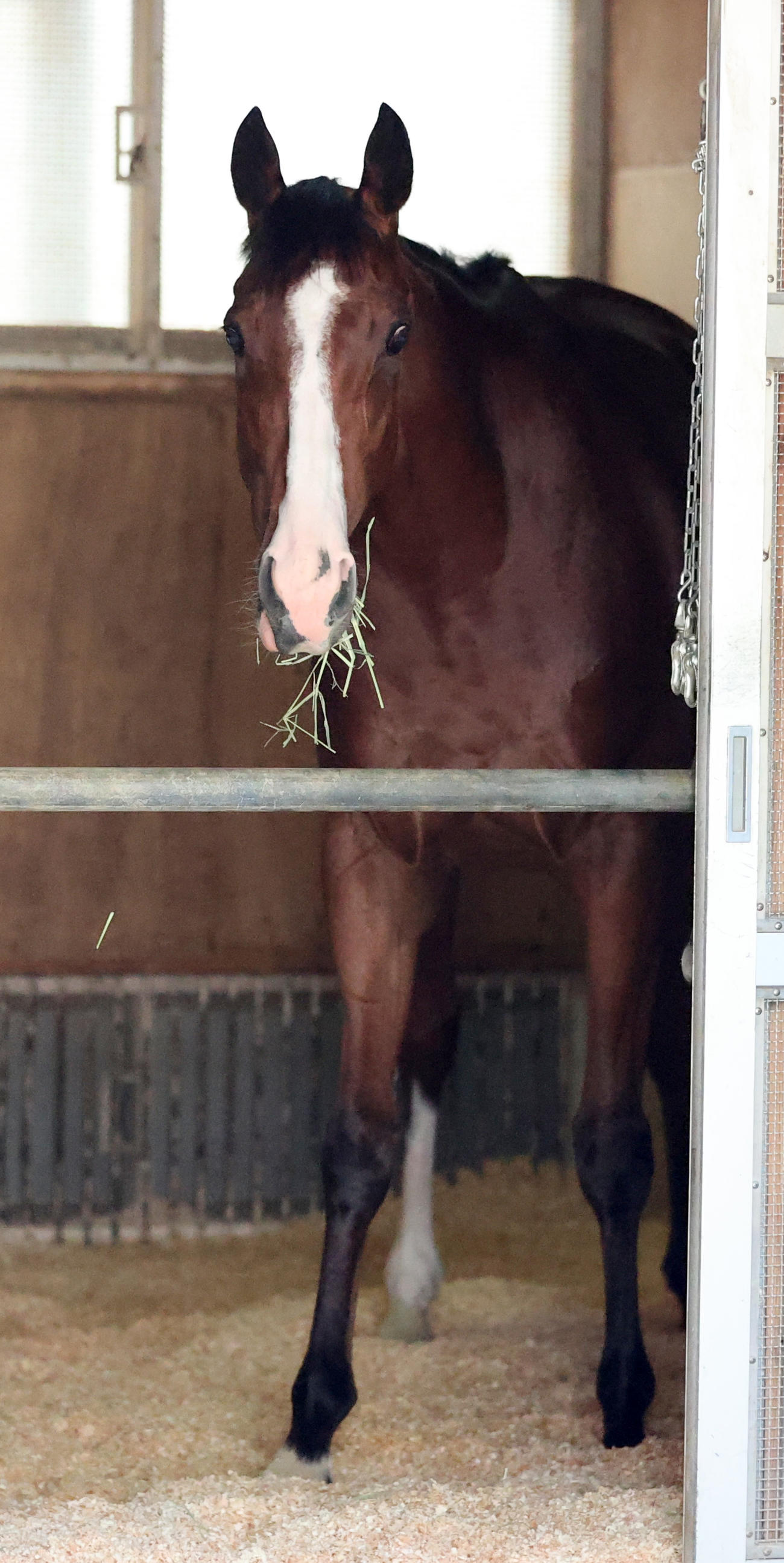 東京競馬場に到着したナミュールは馬房でくつろぐ（撮影・柴田隆二）