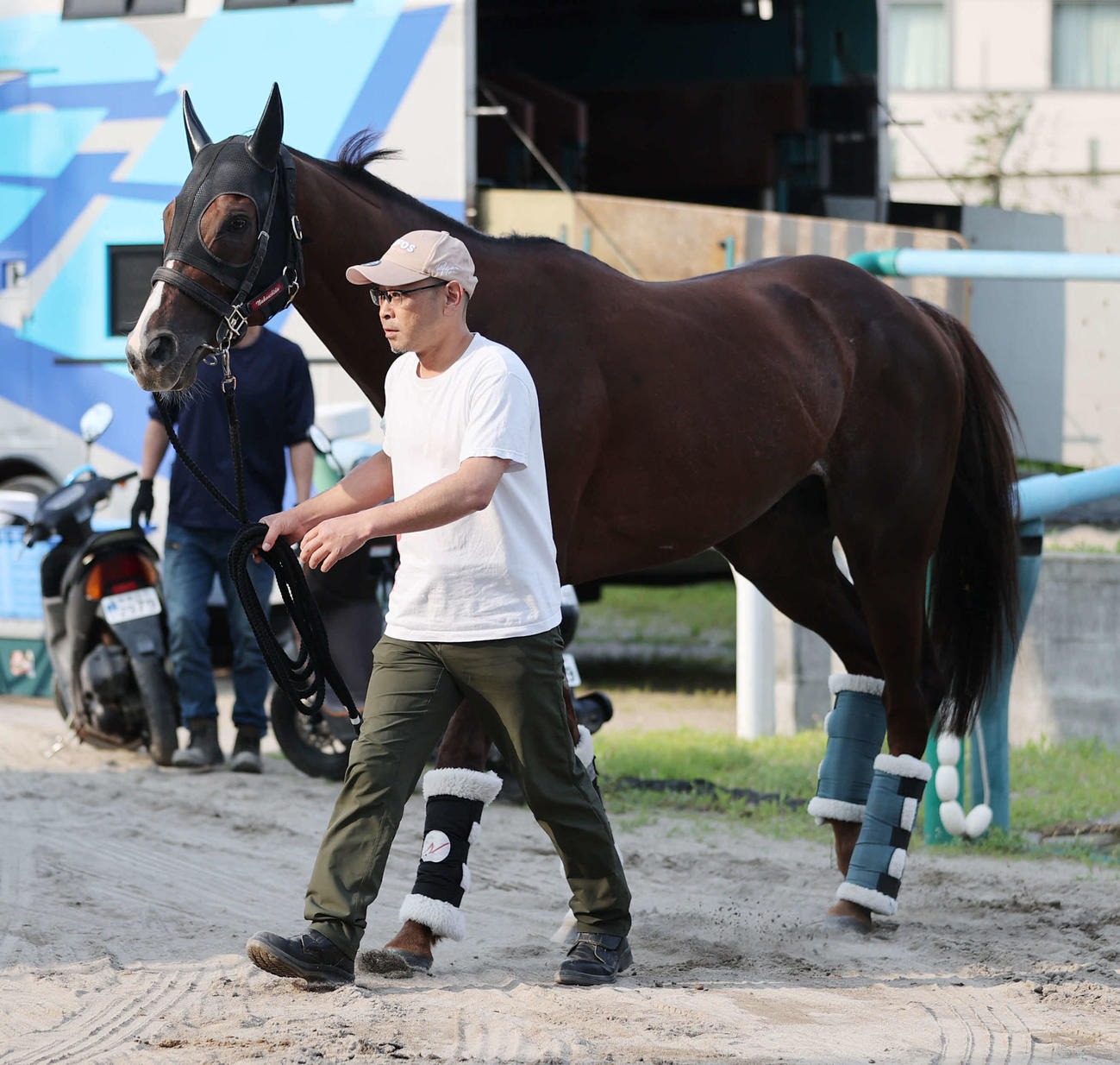 東京競馬場に到着したセリフォス（撮影・柴田隆二）