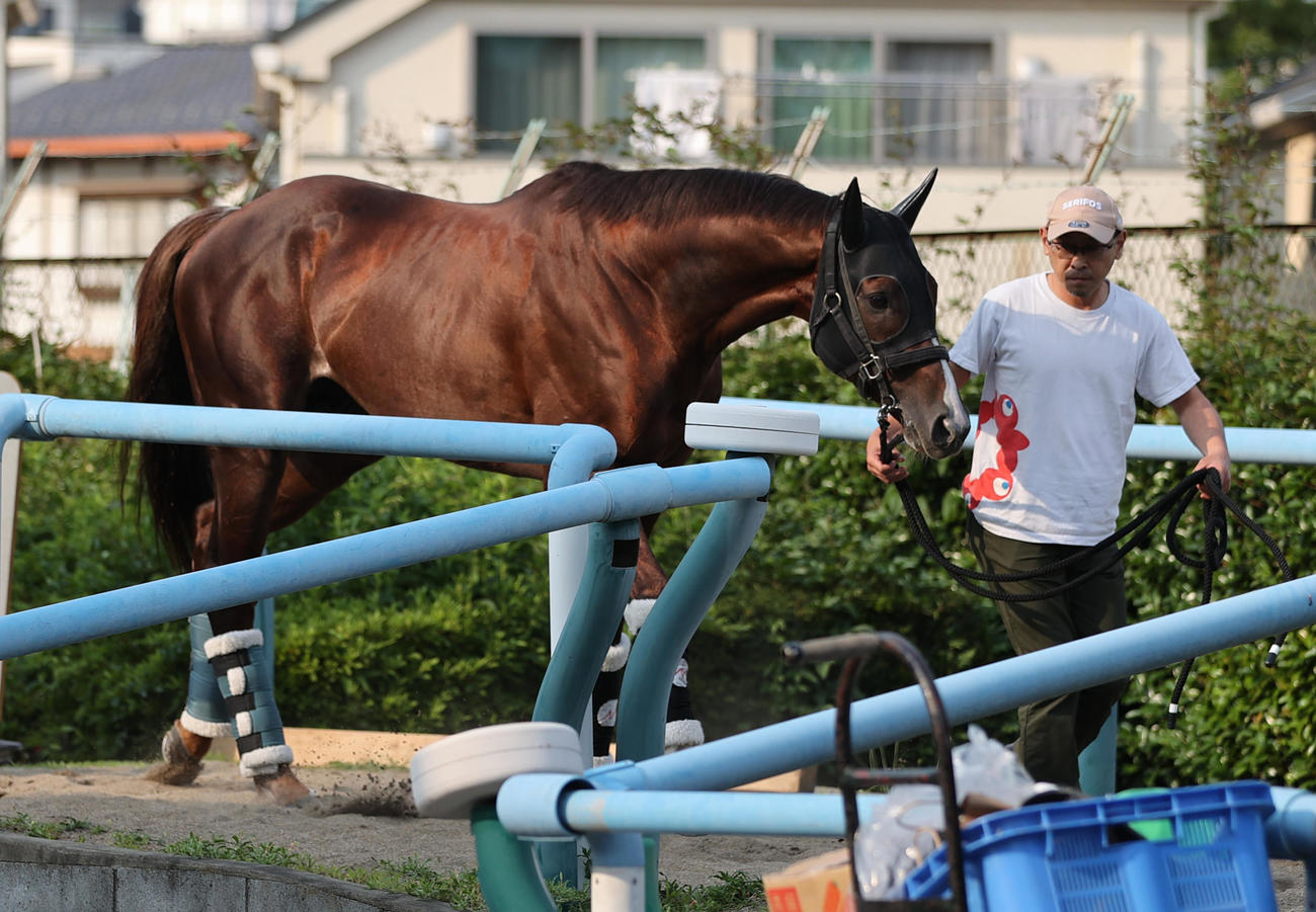 東京競馬場に到着したセリフォス（撮影・柴田隆二）