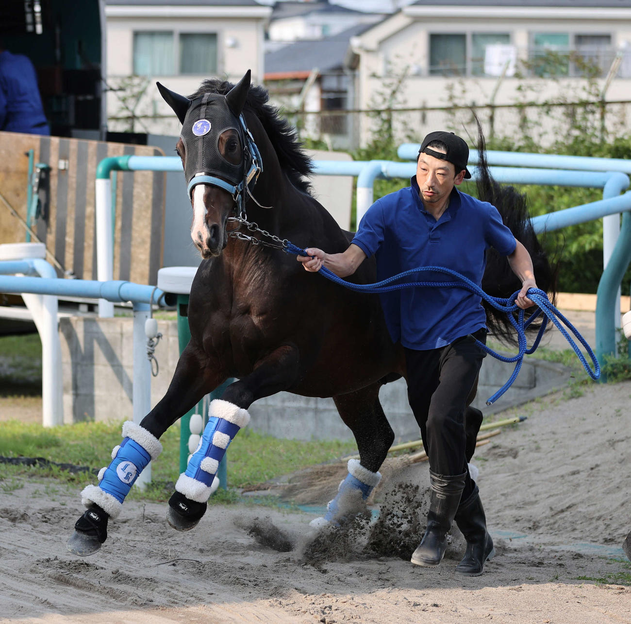東京競馬場に到着したソウルラッシュ（撮影・柴田隆二）