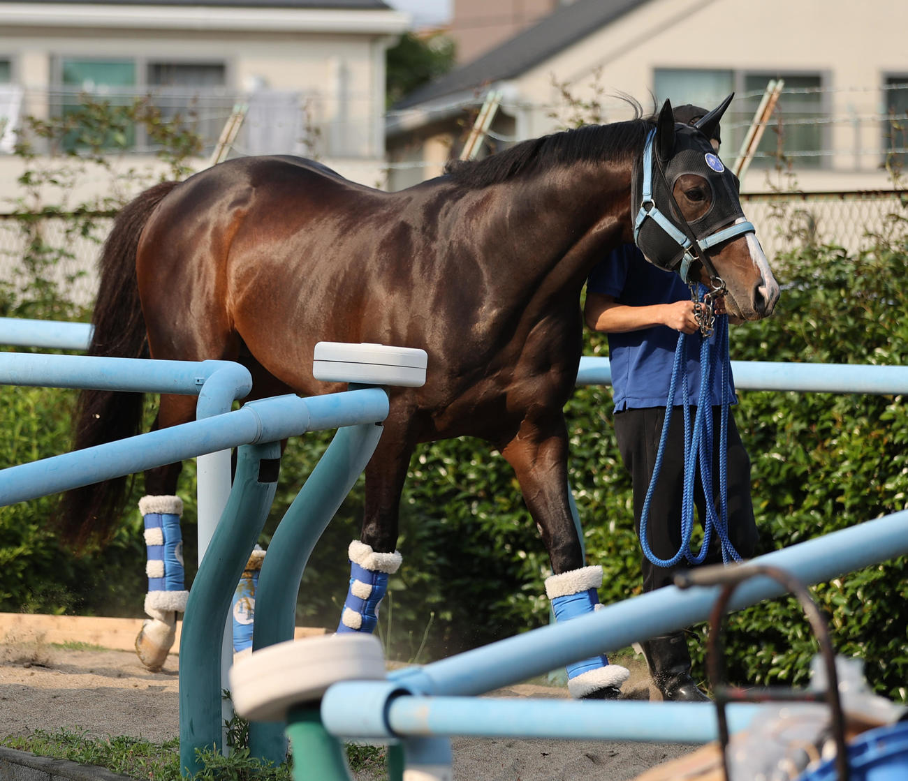 東京競馬場に到着したソウルラッシュ（撮影・柴田隆二）